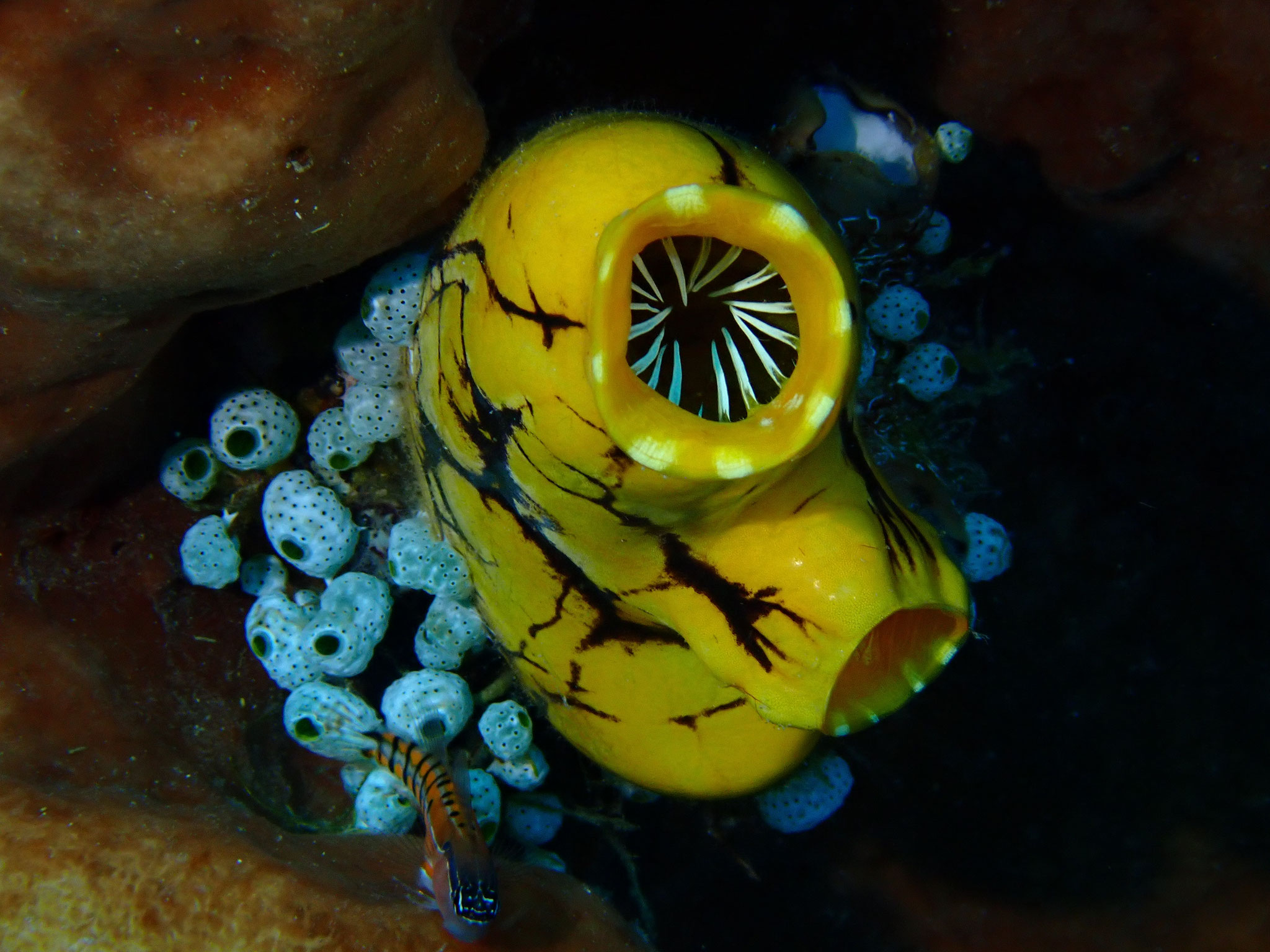 Tunicier Polycarpa aurata 