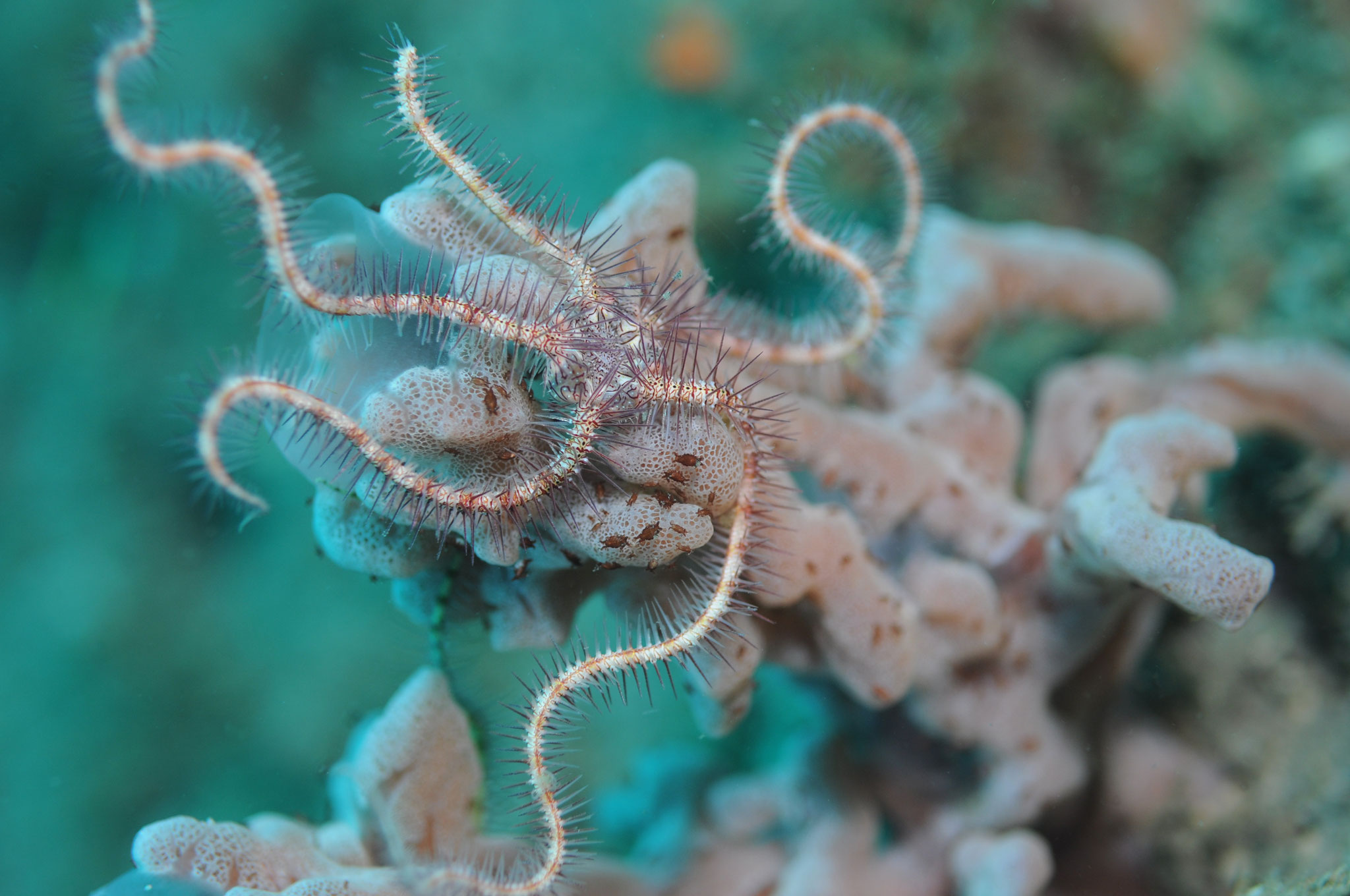 ophiure (Negros orientales Philippines)