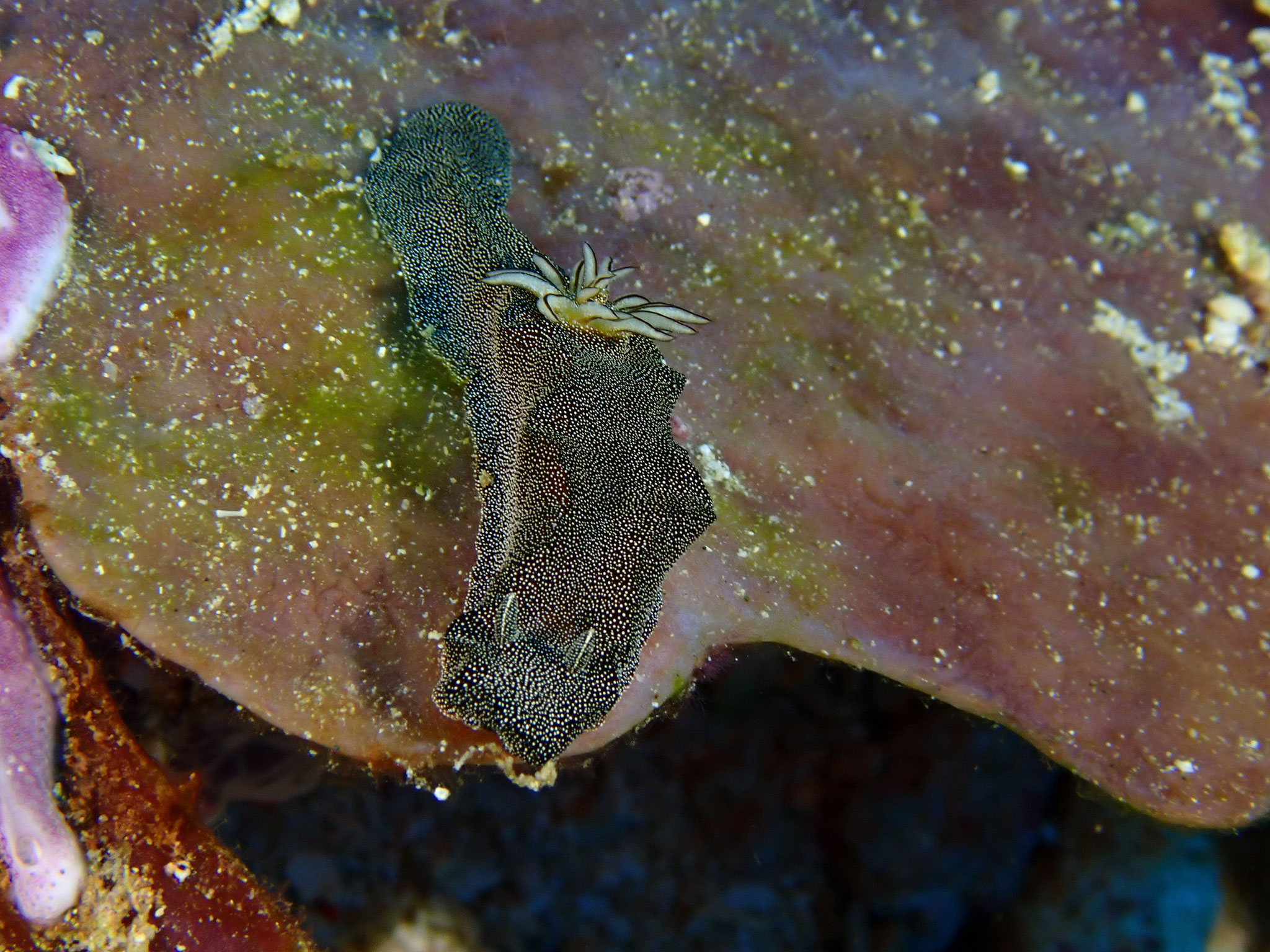 Doriprismatica stellata