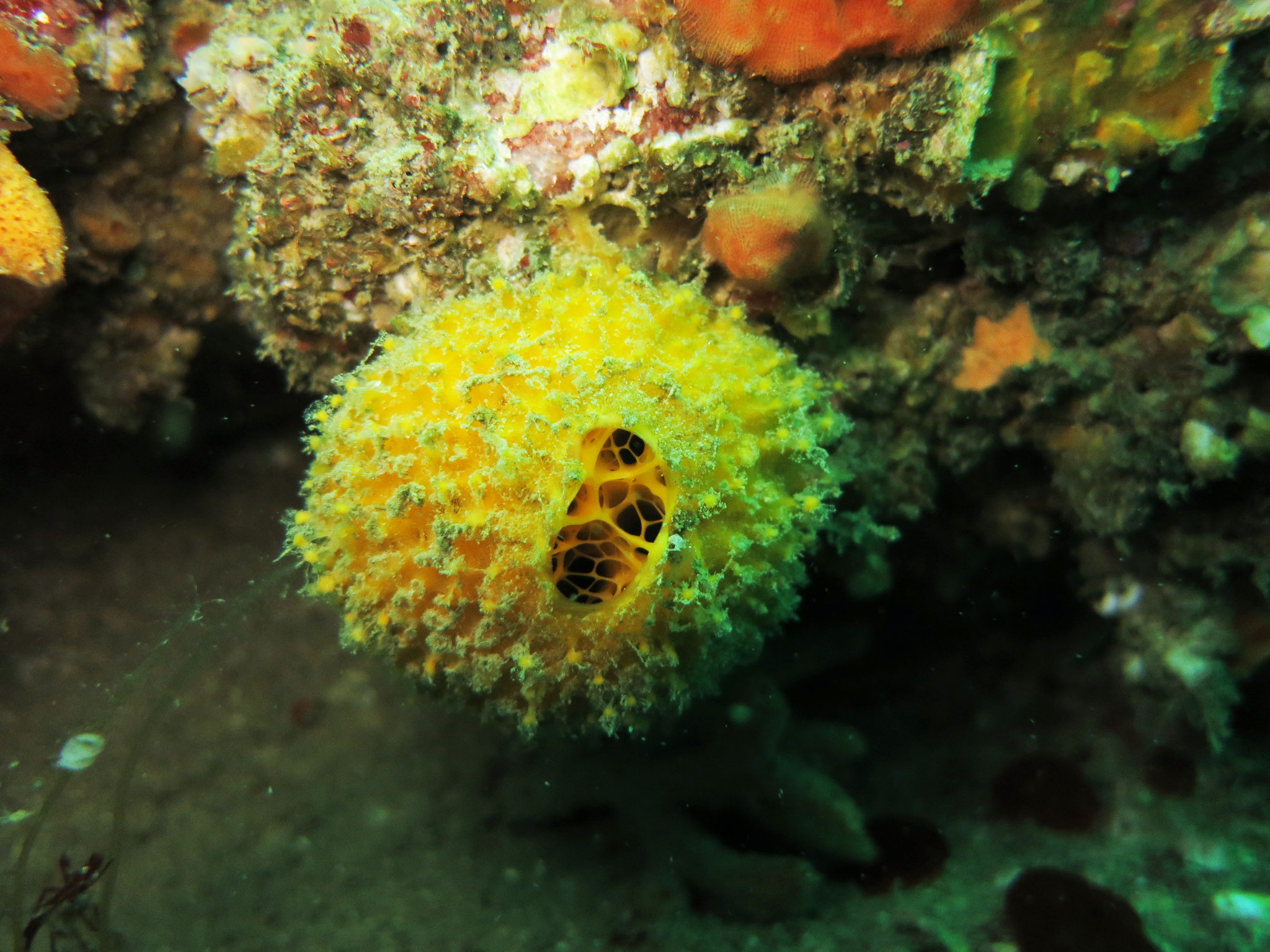 Orange de mer, Tethya aurantium