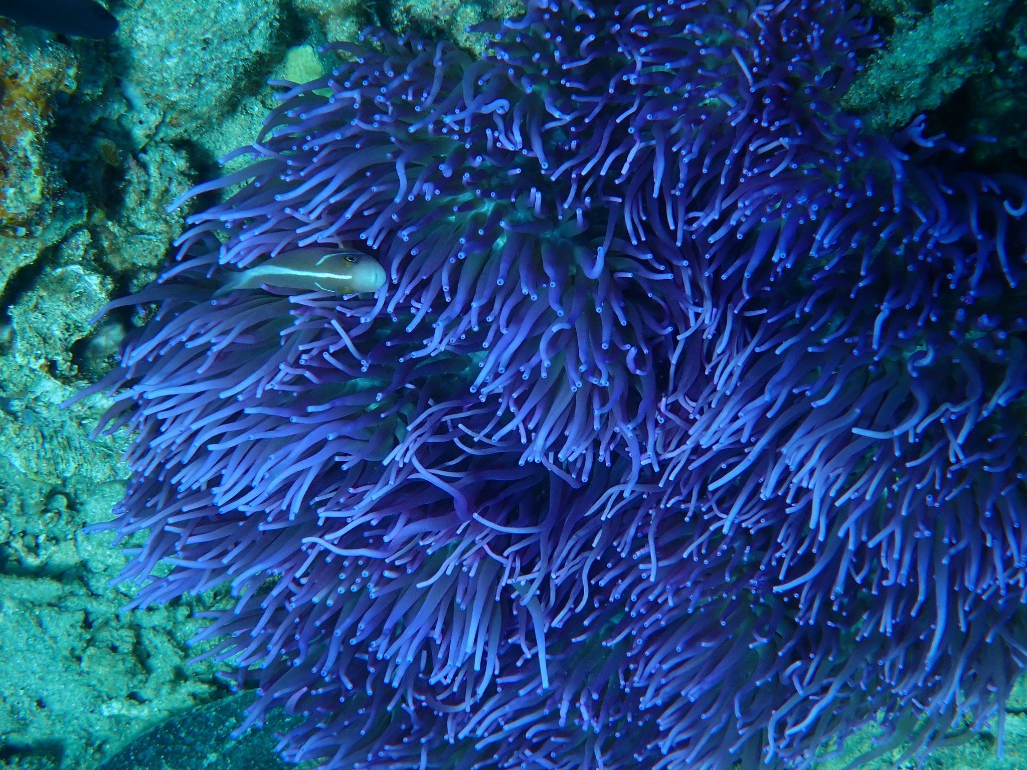 Poisson-clown rose Amphiprion perideraion 