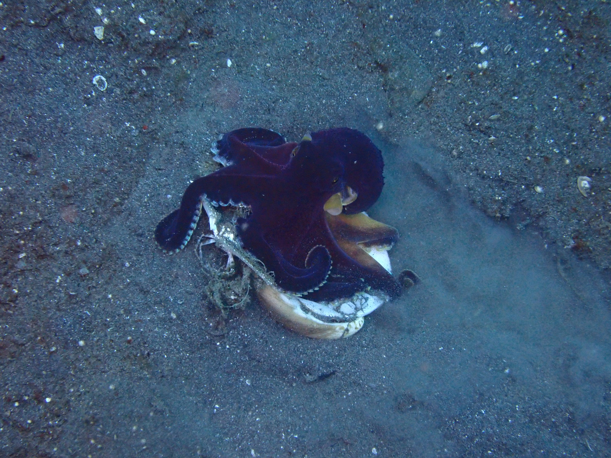 Poulpe veiné ou poulpe noix de coco Amphioctopus marginatus