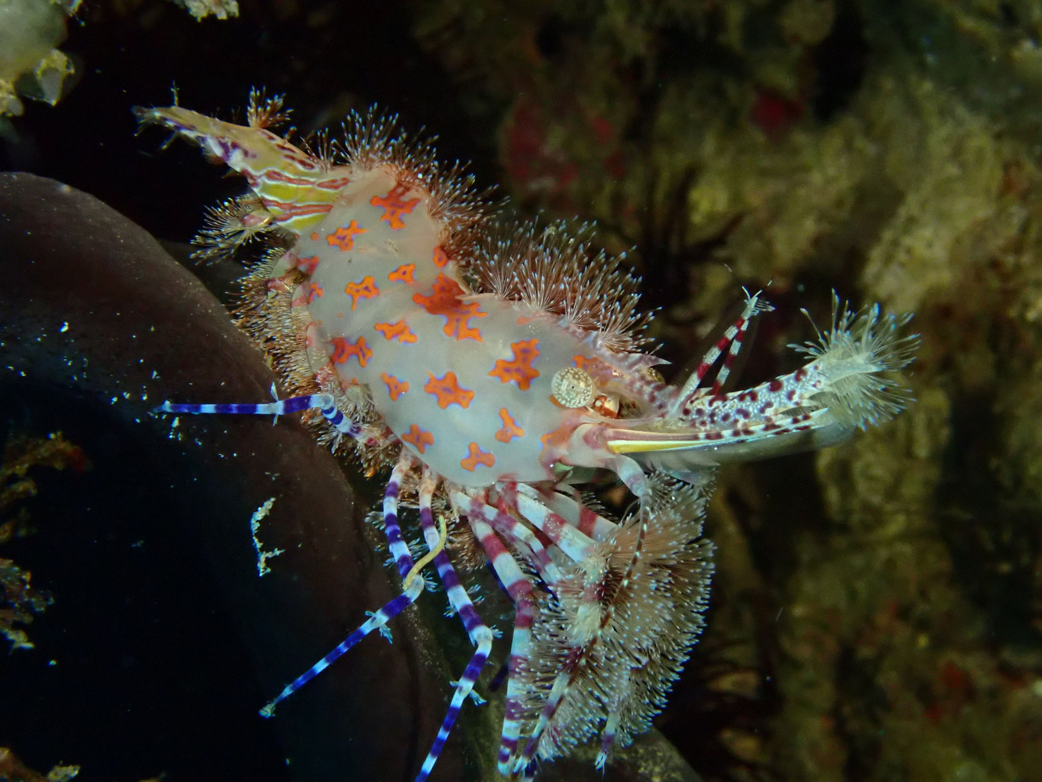 Saron marbré Saron marmoratus 