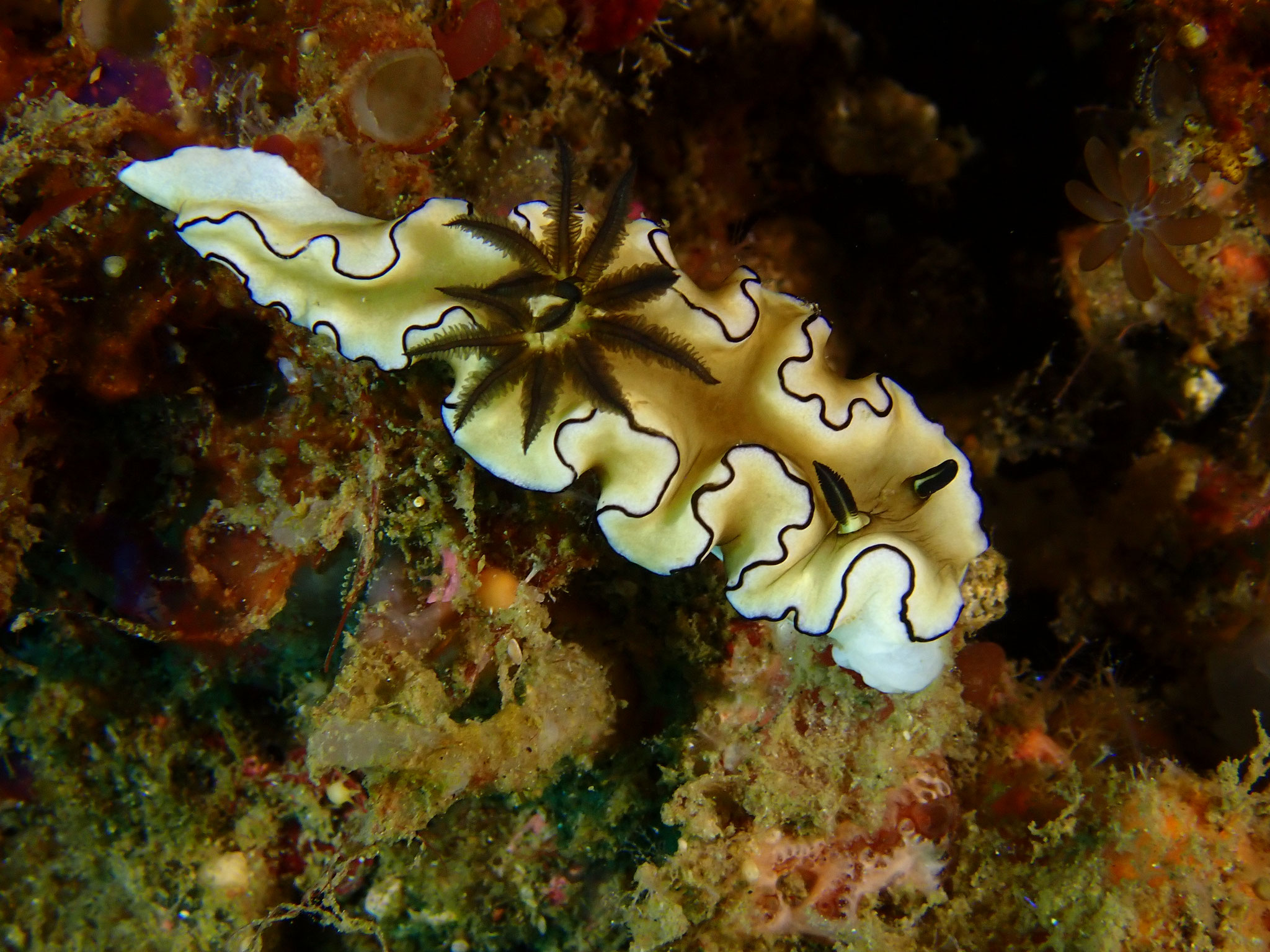 Doris à rebord noir  Doriptismatica atromarginata
