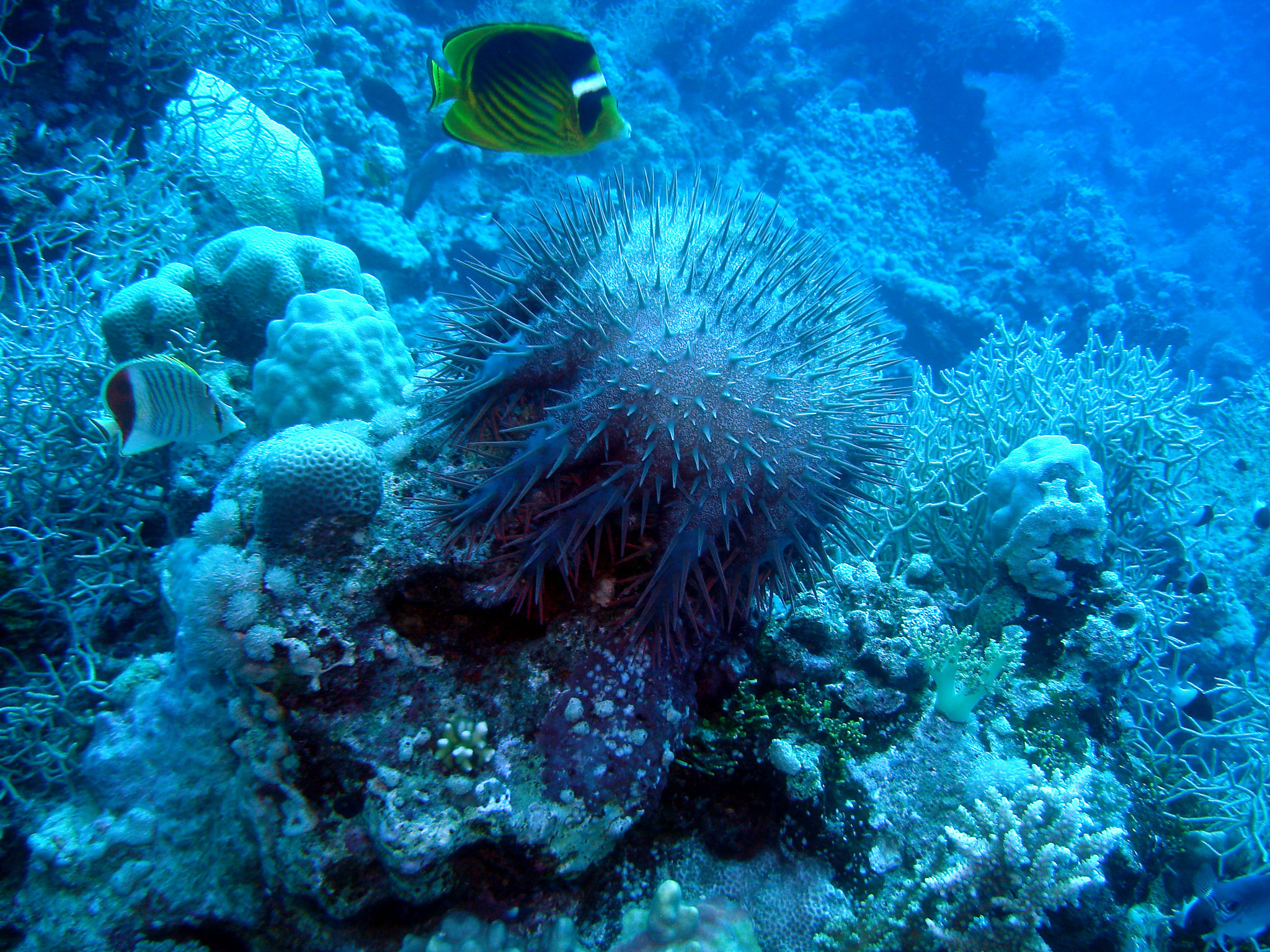 acanthaster mer Rouge Egypte