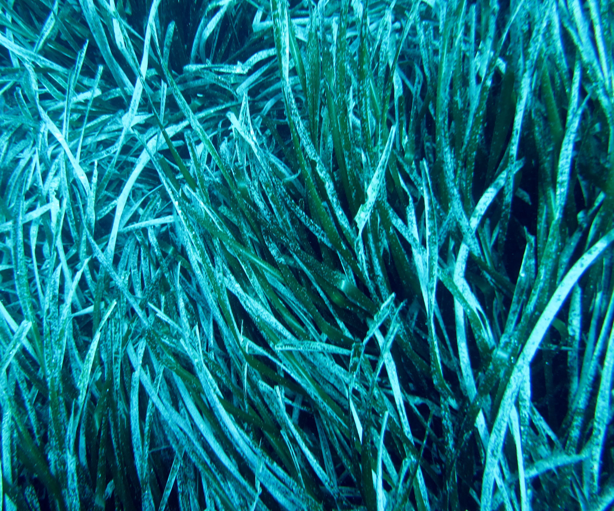 Posidonie Posidonia oceanica