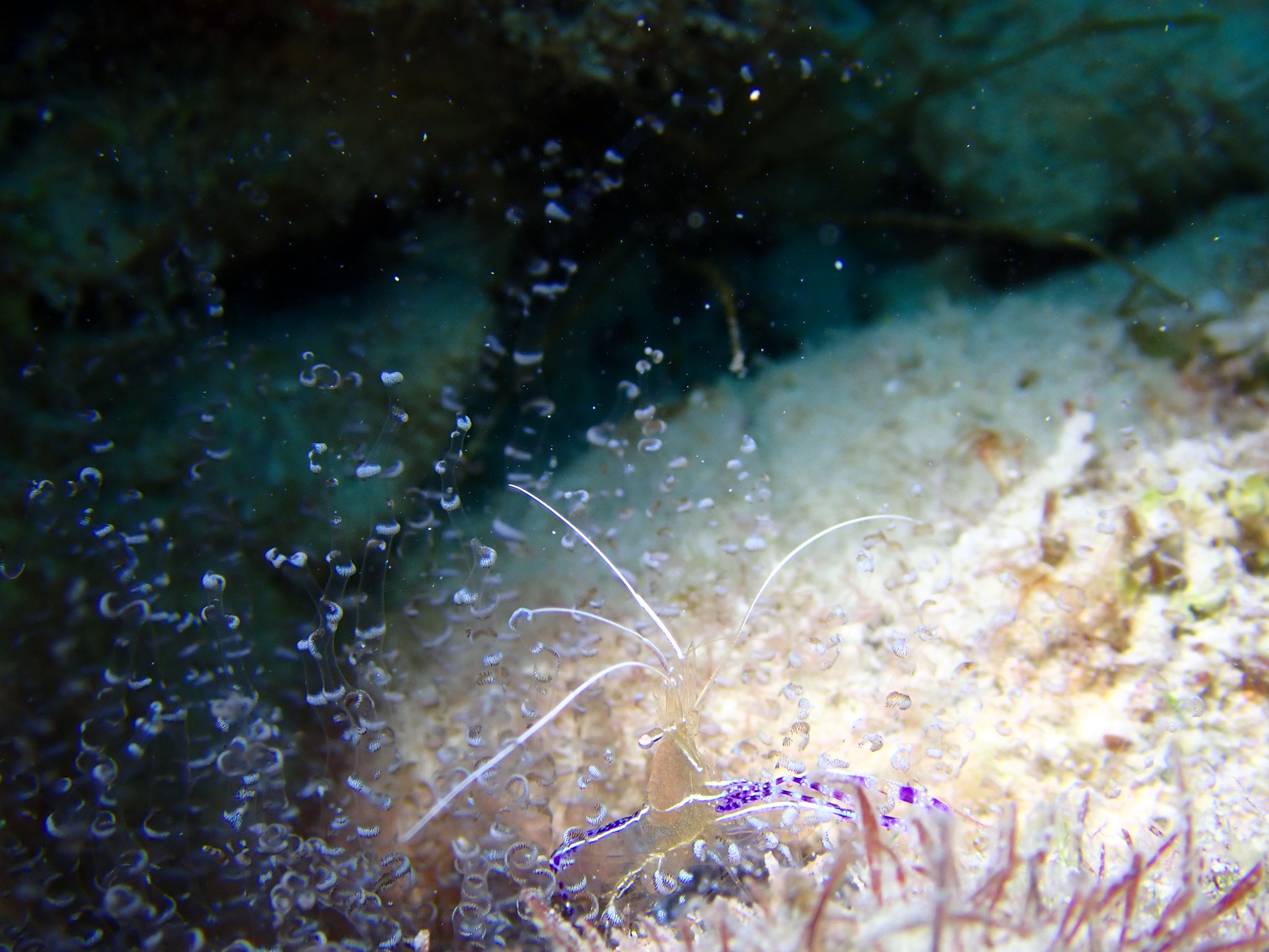 Crevette nettoyeuse de Pederson Ancylomenes pedersoni 