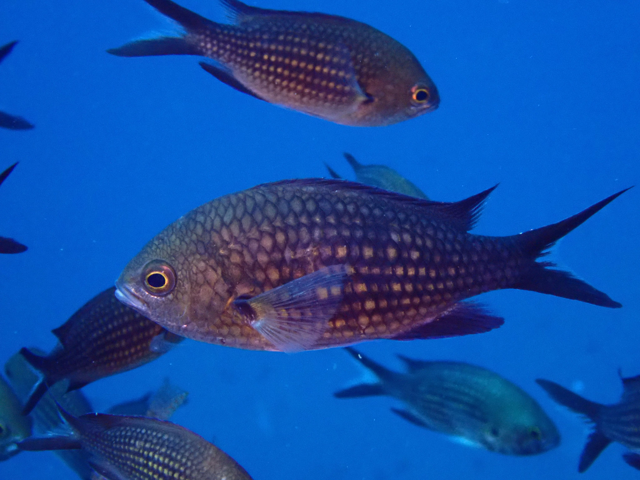 Castagnole Chromis chromis, Incantu