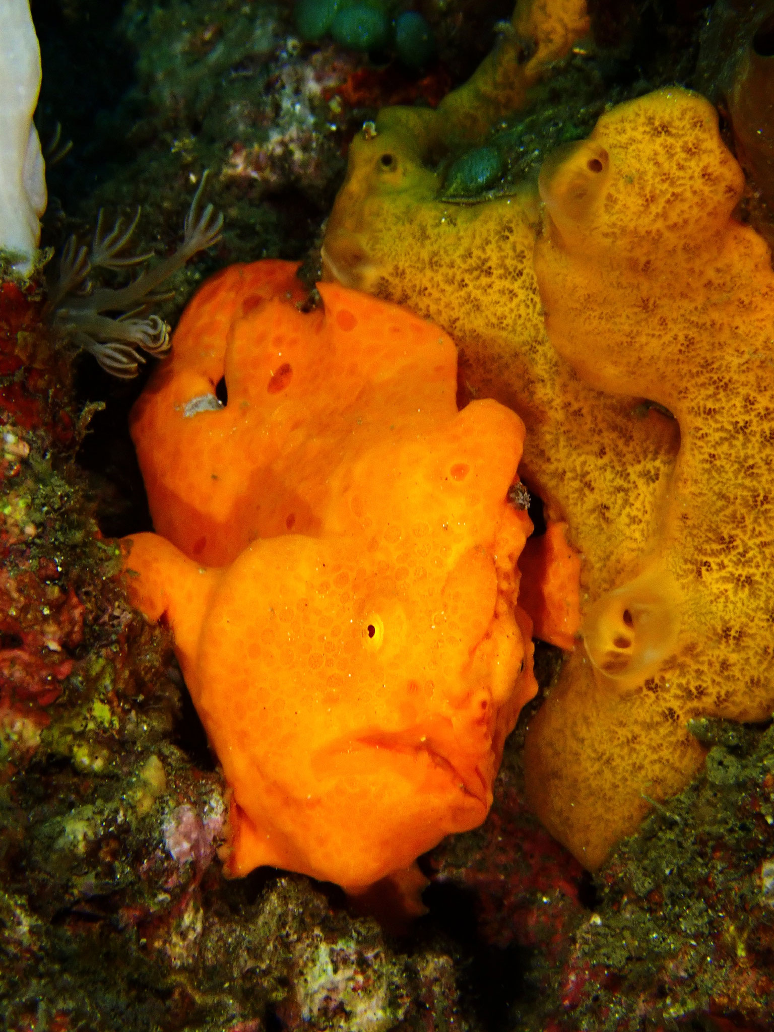 Antennarius pictus