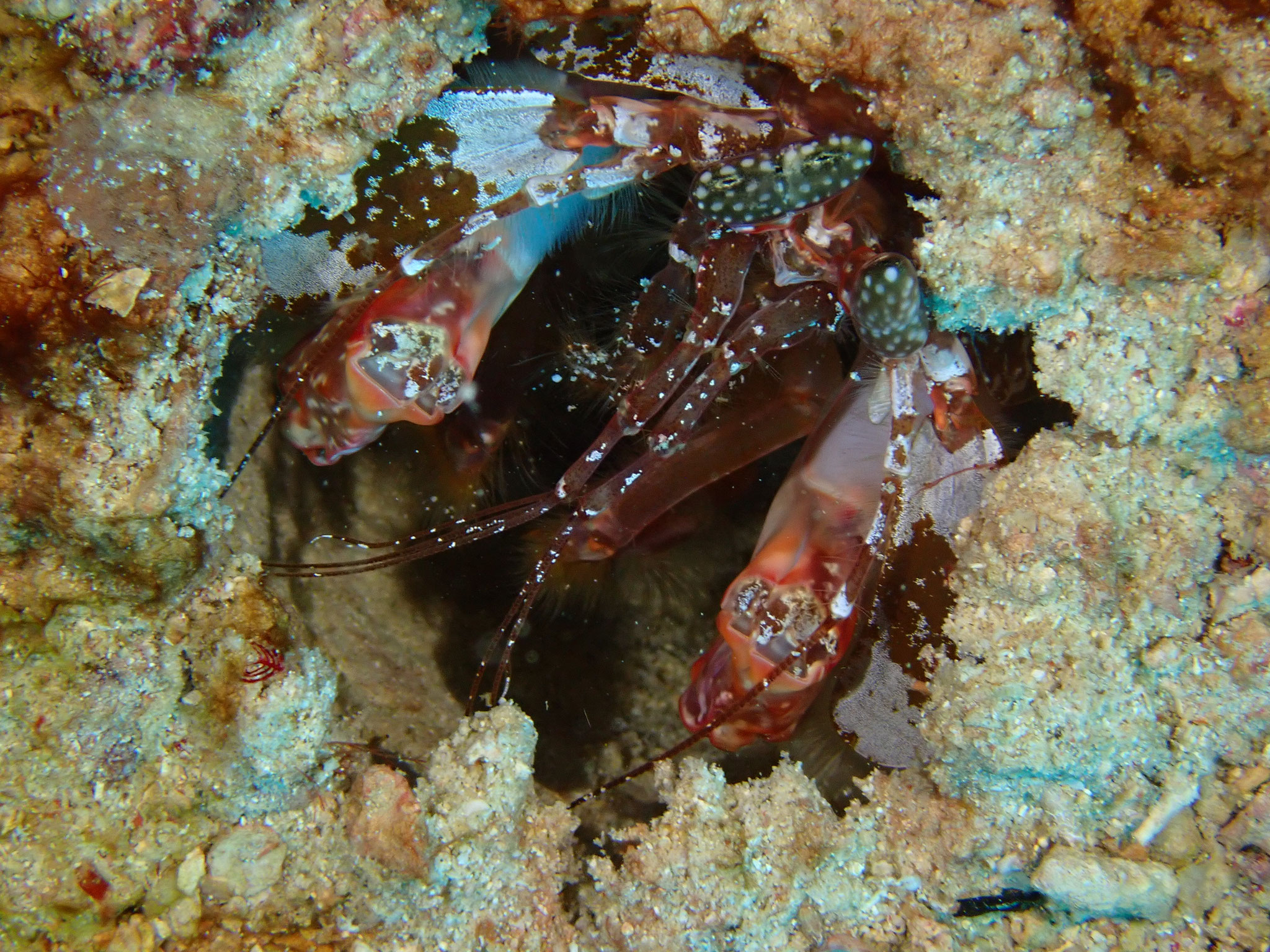 Squille maculée Lysiosquilla maculata