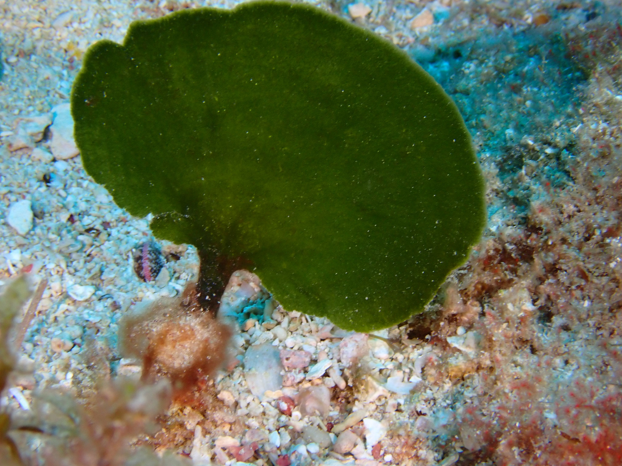 Algue pagaie Avrainvillea asarifolia - Guadeloupe 