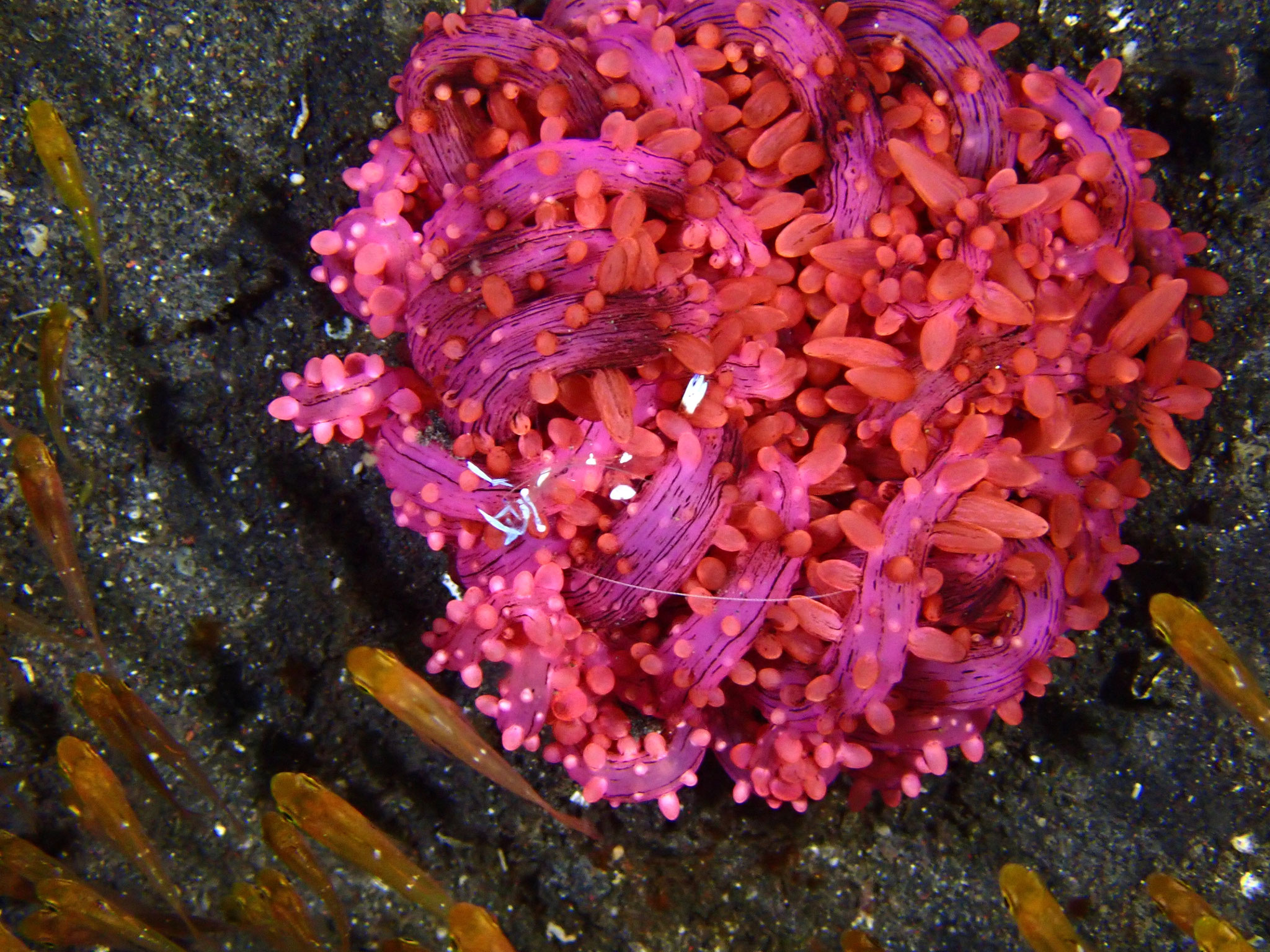 Anemone serpent Actinostephanus haeckeli