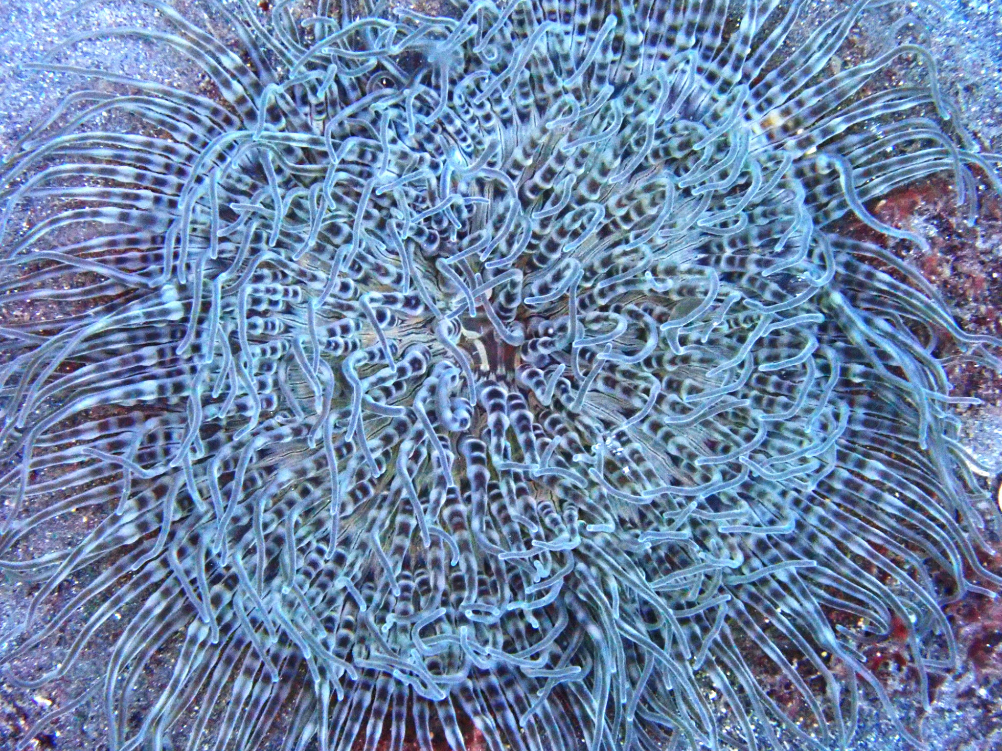 Anémone sp.
