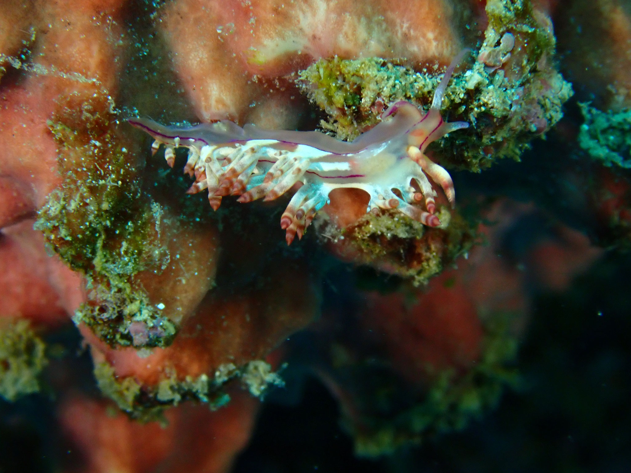 Flabellina sp.