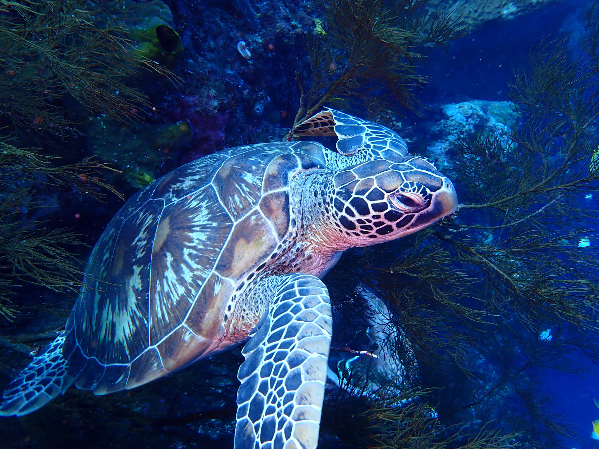 Tortue verte Chelonia mydas