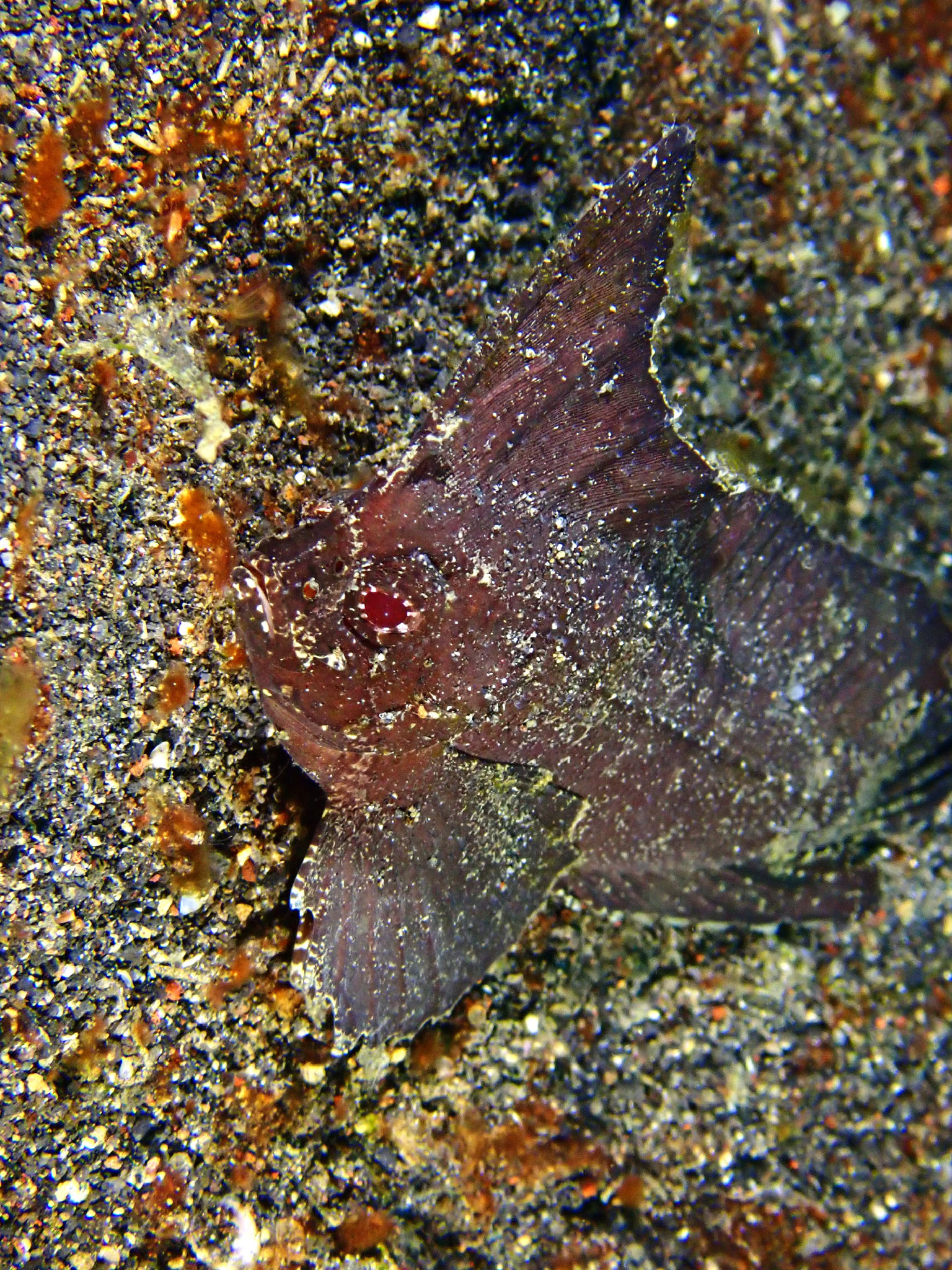 Ablabys taenianotus
