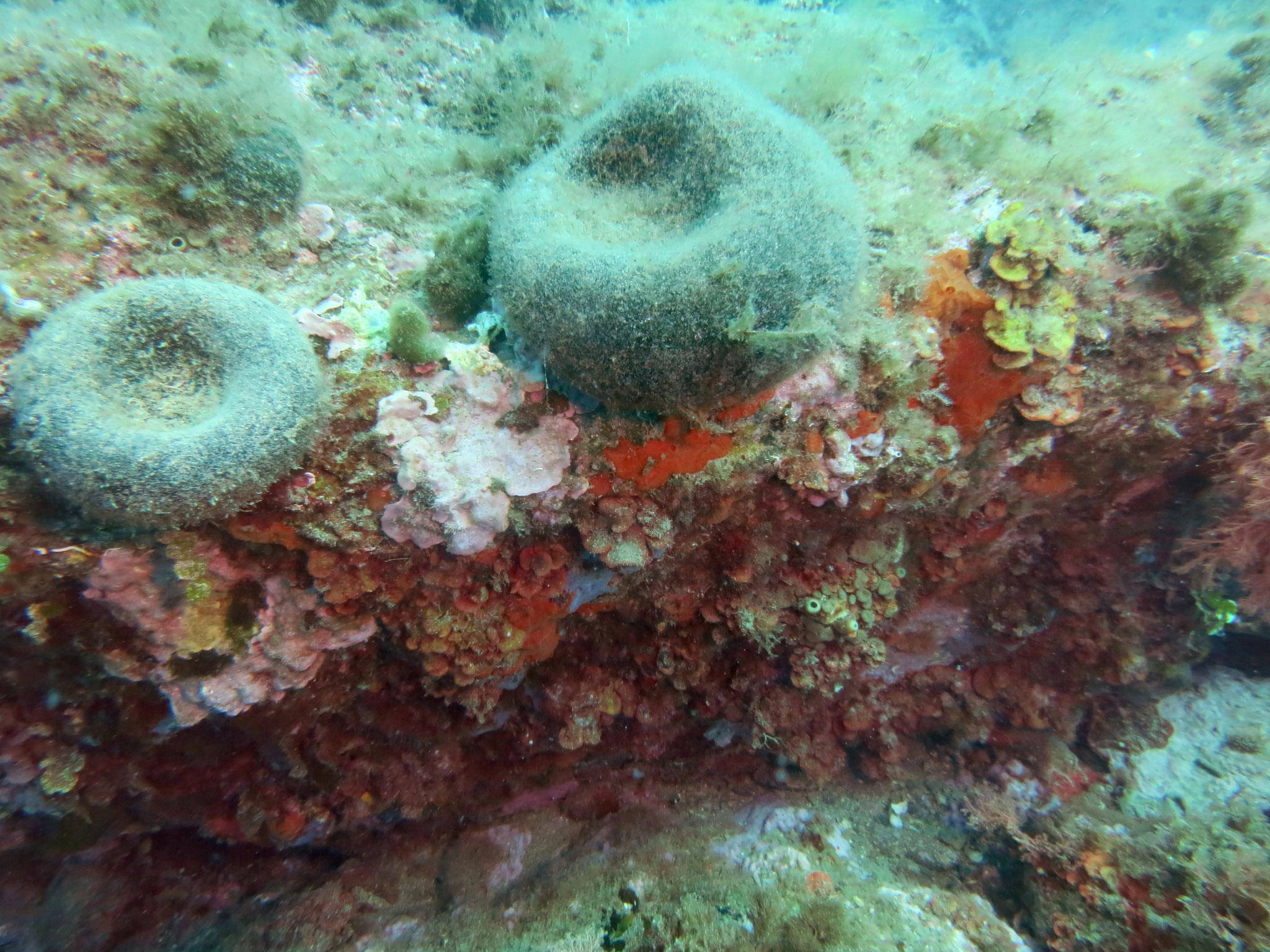 Codium bursa