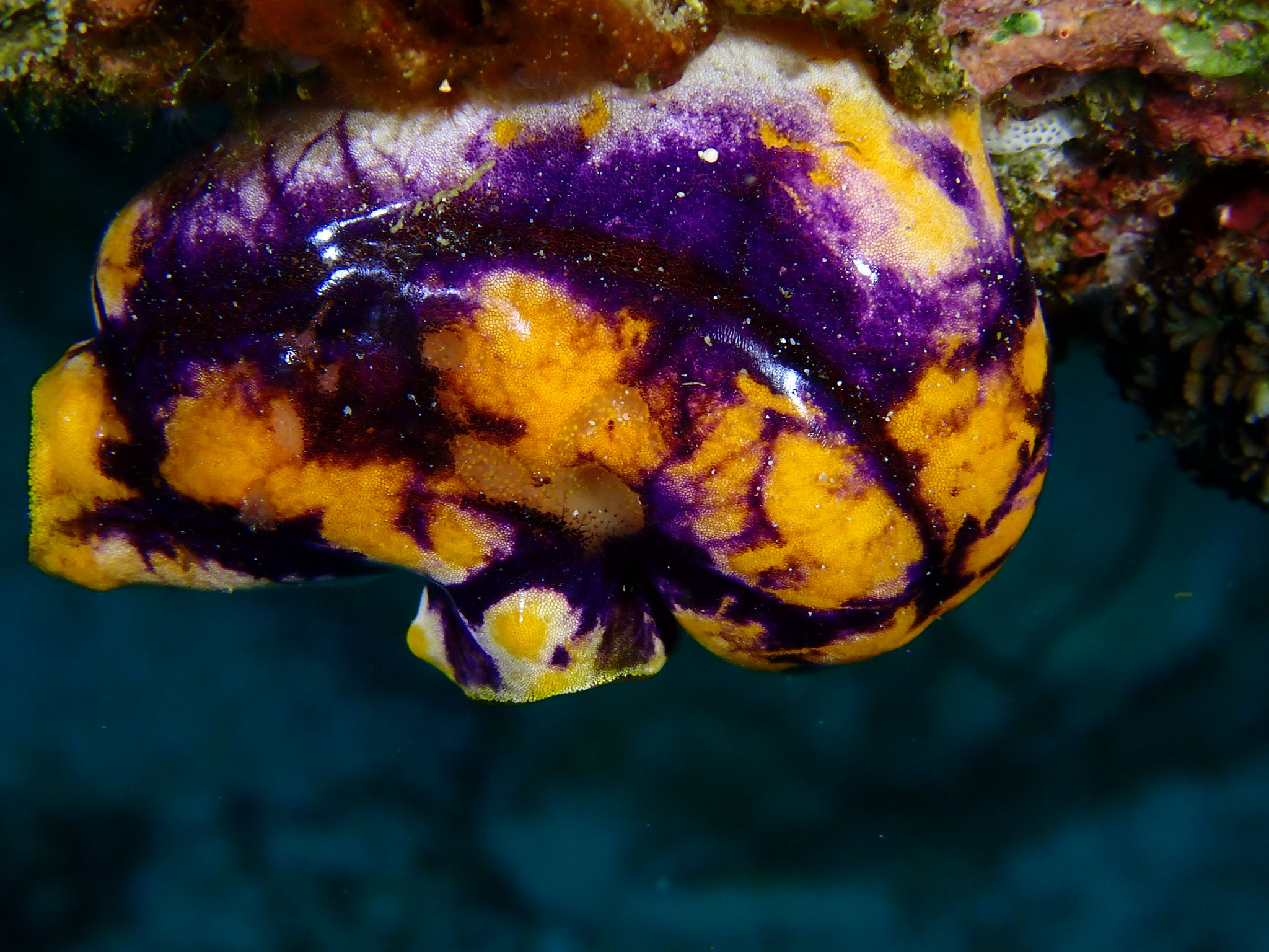 Tunicier Polycarpa aurata 