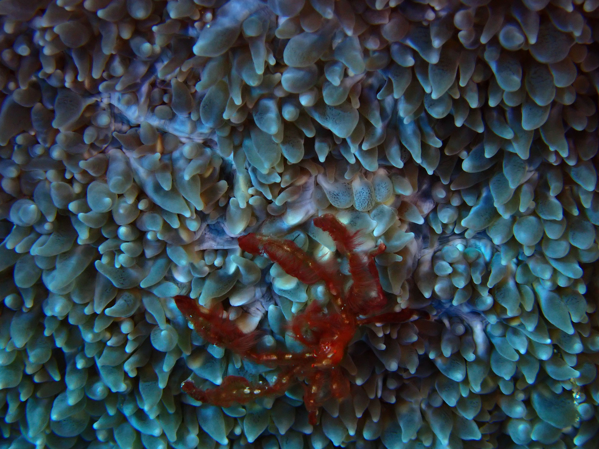 Crabe orang-outan Achaeus japonicus