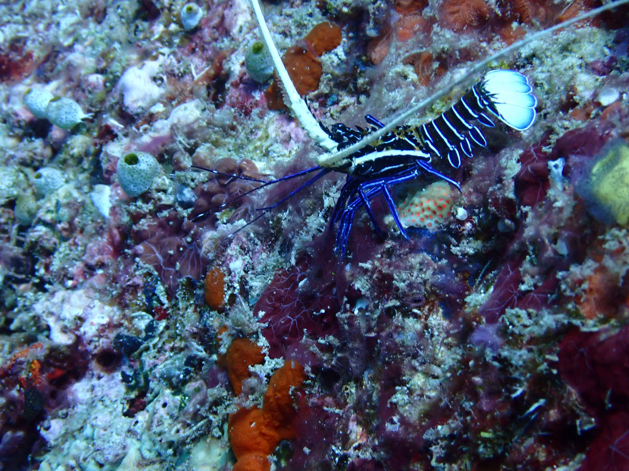 Langouste peinte Juvénile Panulirus versicolor
