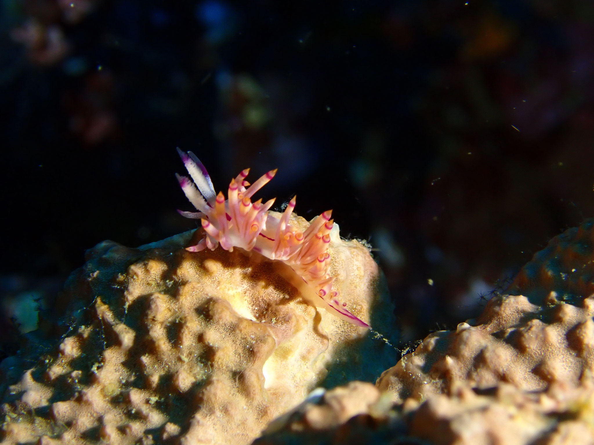 Flabellina sp.