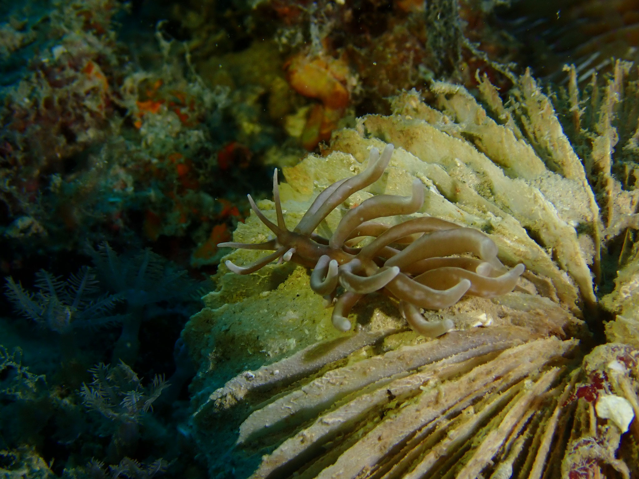 Phyllodesmium briareum