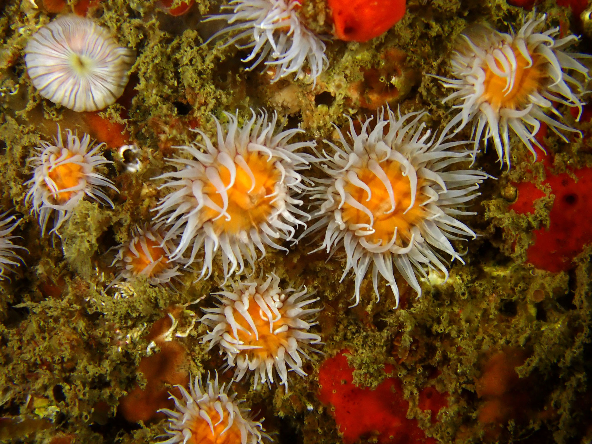 Anémone marguerite Actinothoe sphyrodeta - Côte d'Armor