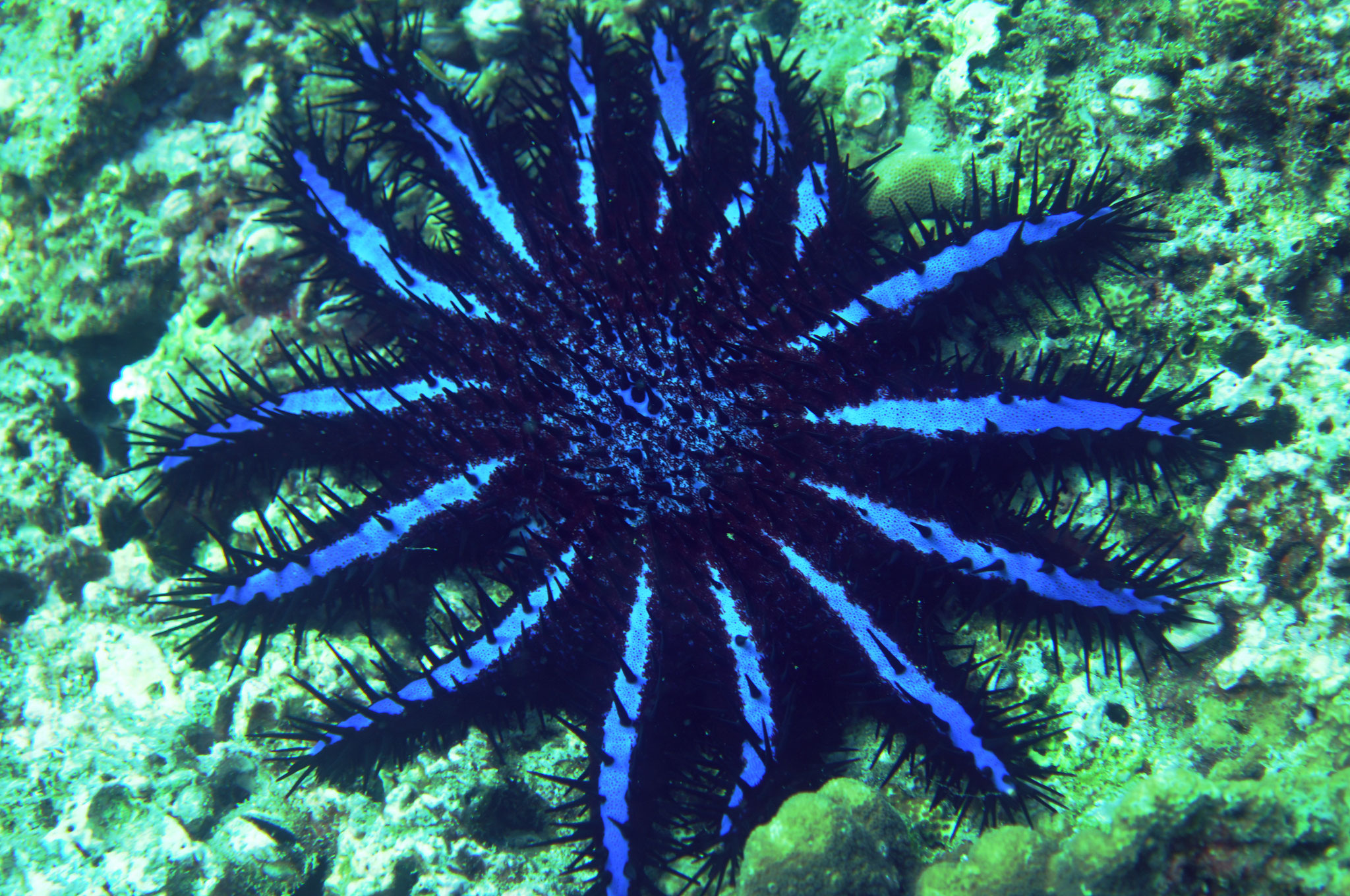 acanthaster Negros orientales Philippines