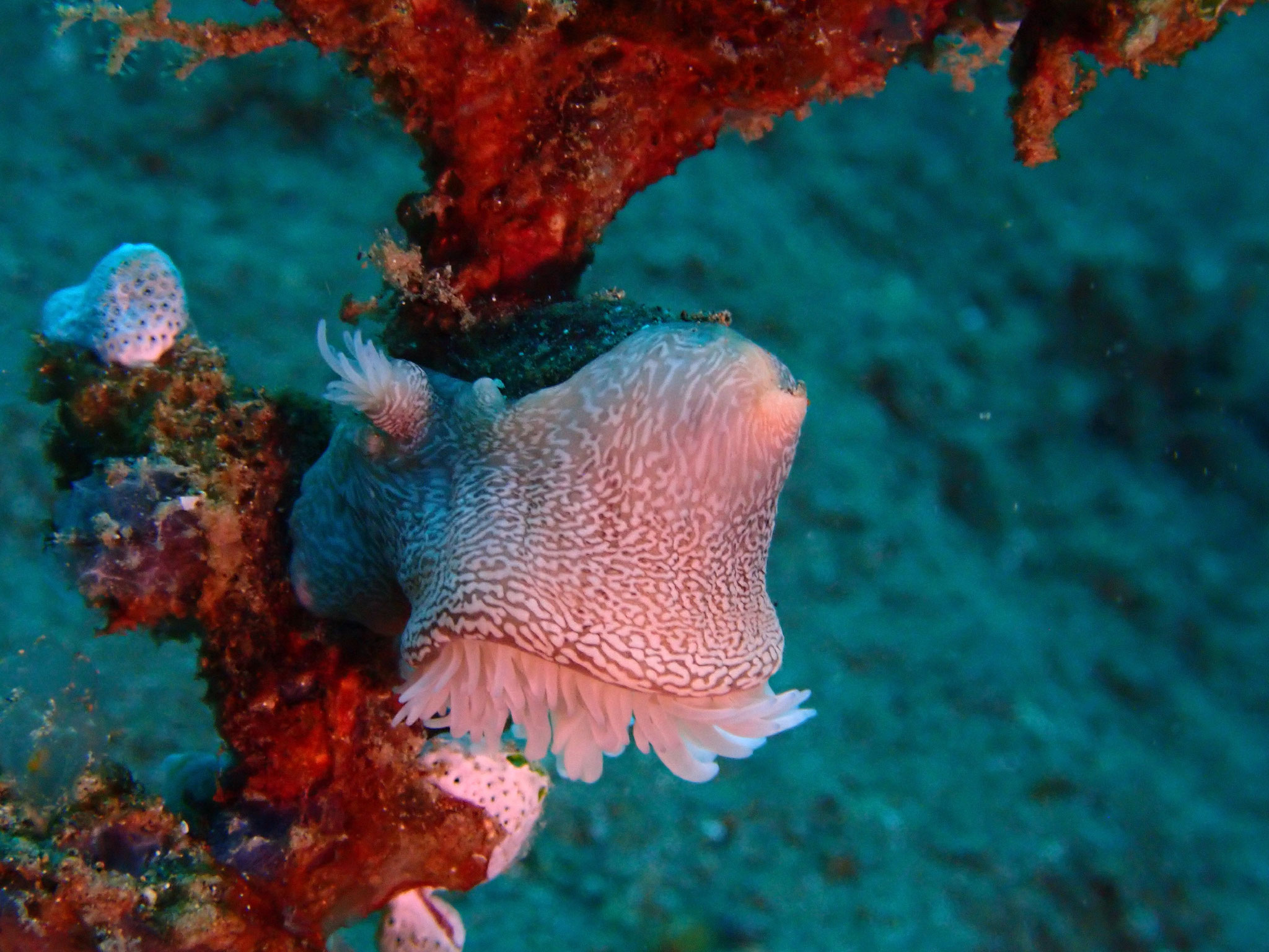 Anemone Nemanthus annamensis