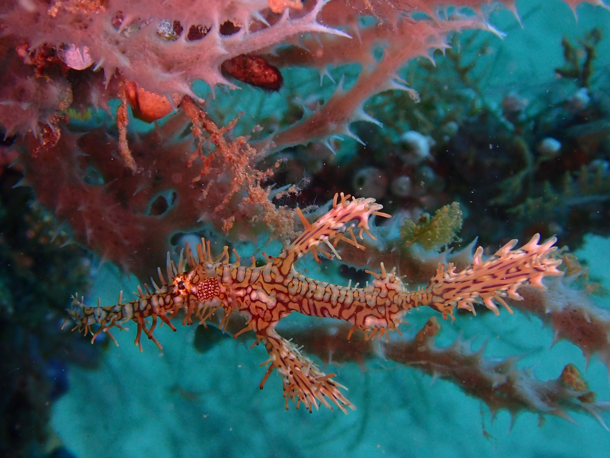 Poisson-fantôme arlequin Solenostomus paradoxus 