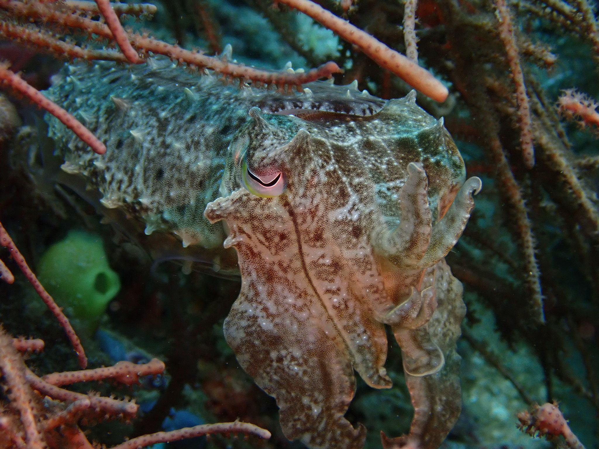 Seiche Sepia officinalis