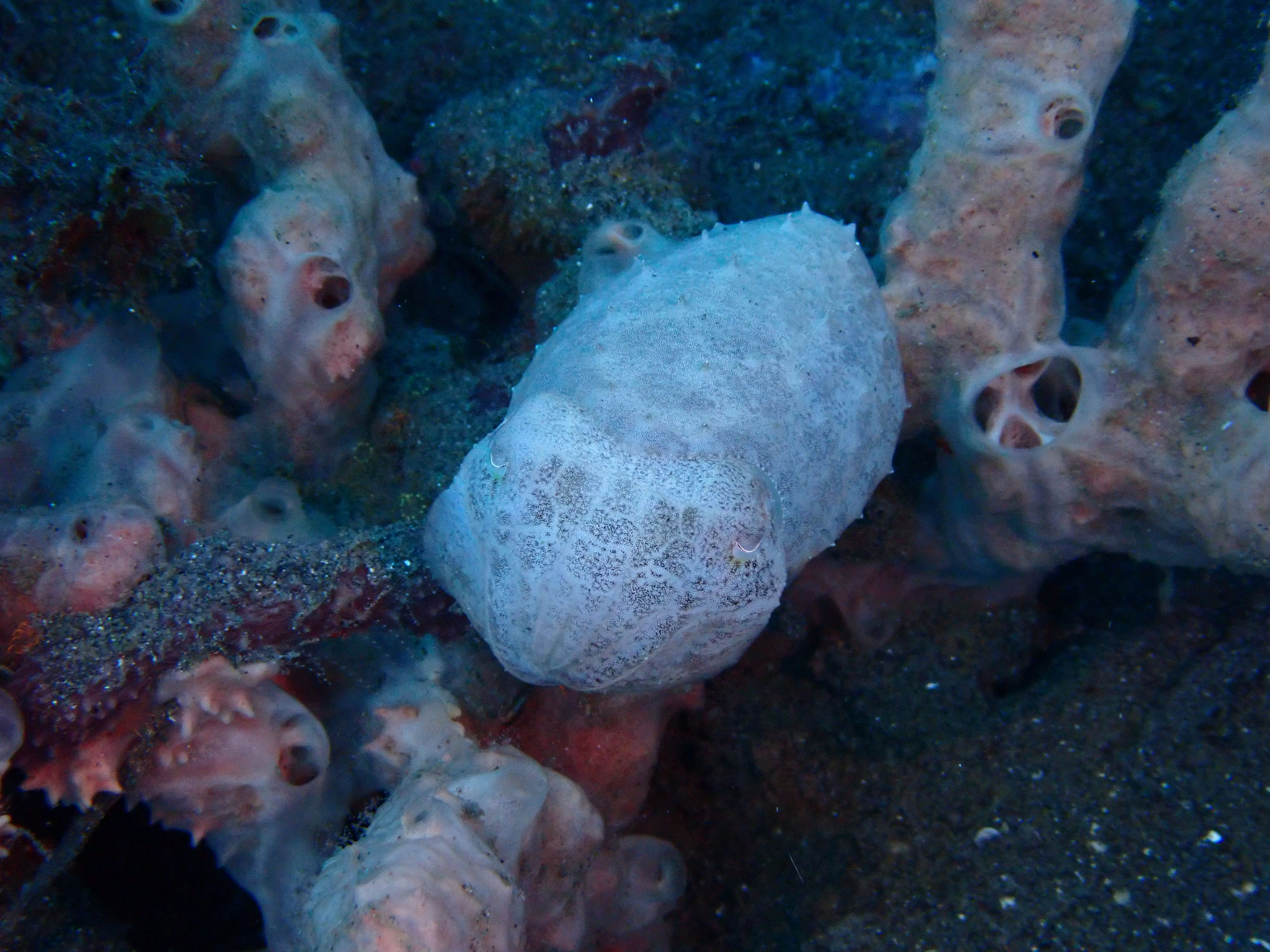 Sepia latimanus