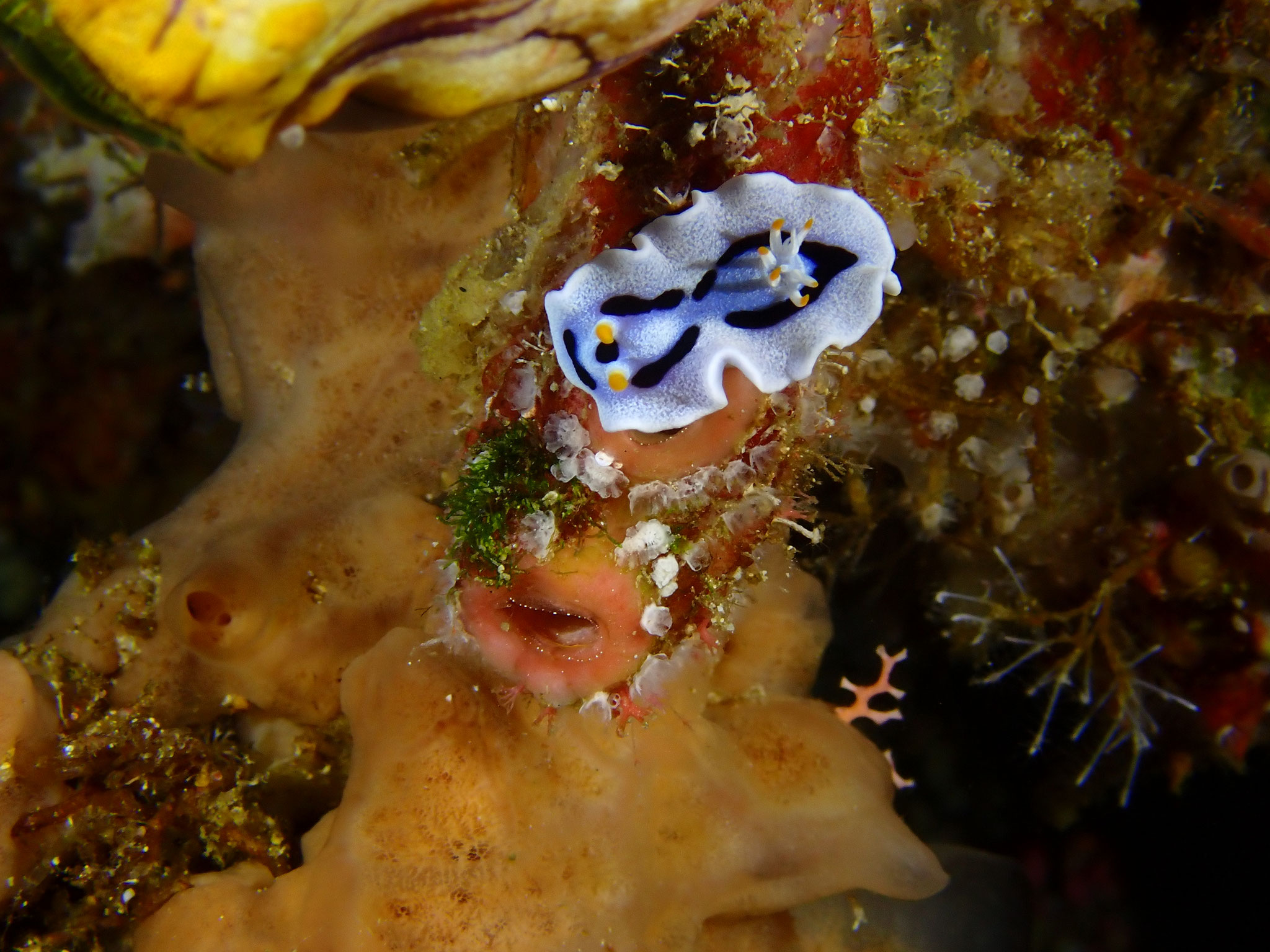 Doris de Diane Chromodoris dianae