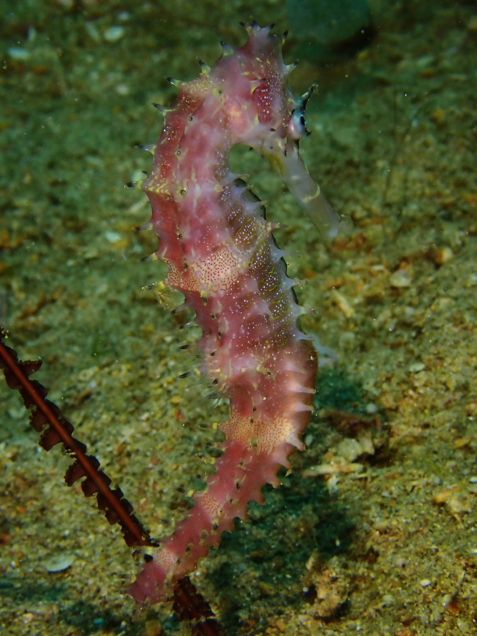 Hippocampe épineux Hippocampus histrix