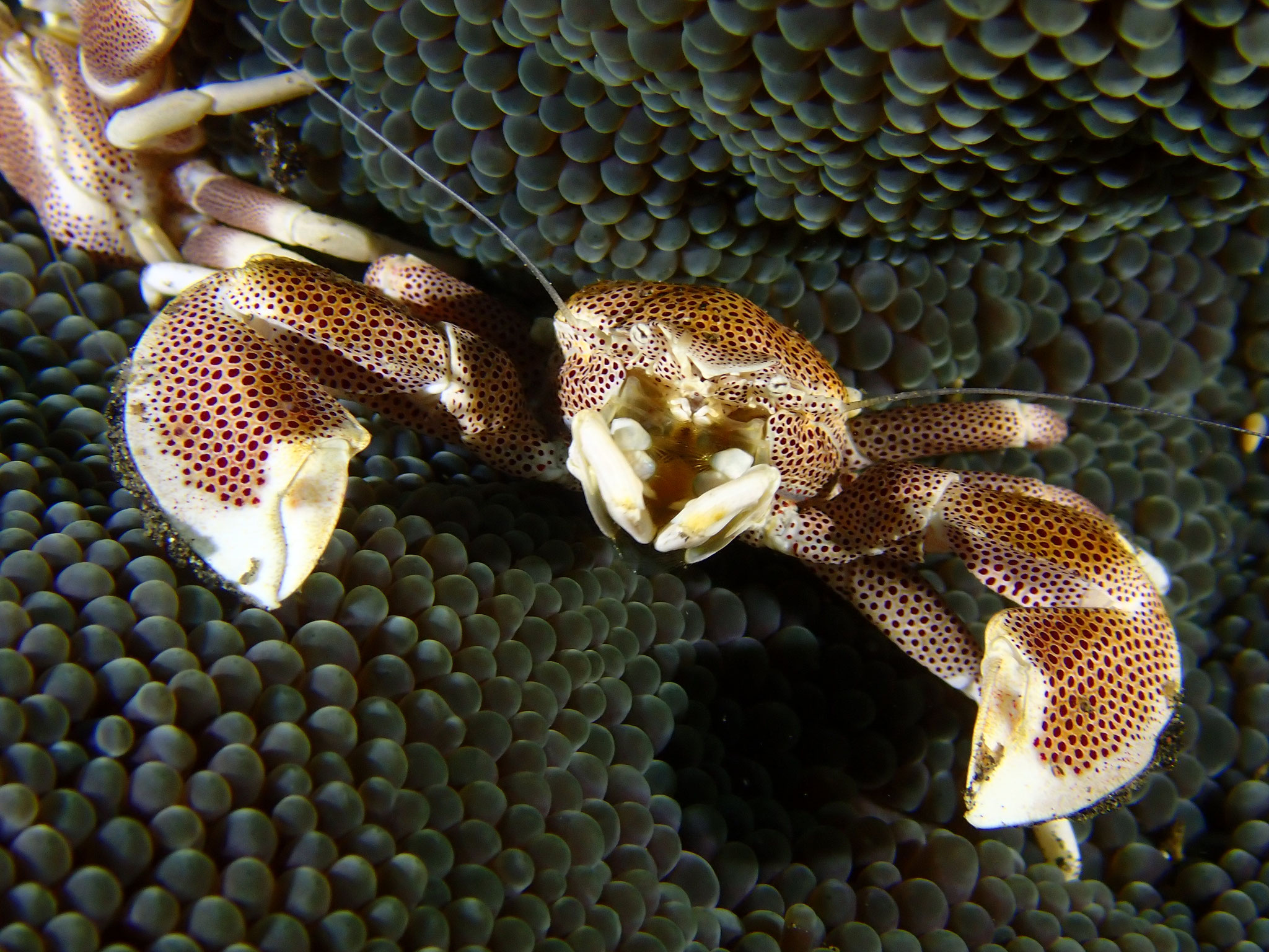 Crabe-porcelaine Neopetrolisthes maculatus