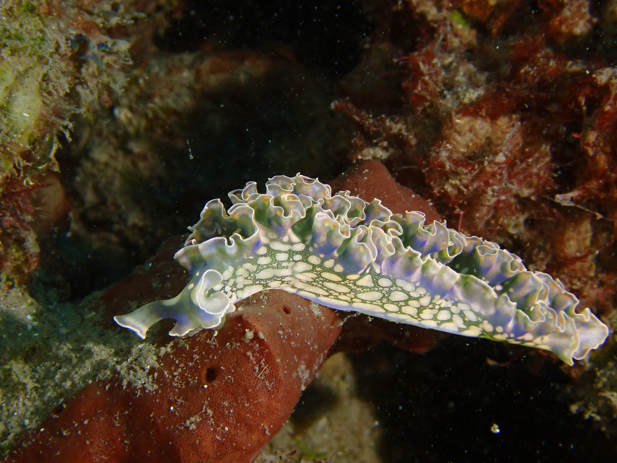 Limace de mer frisée Elisia crispata