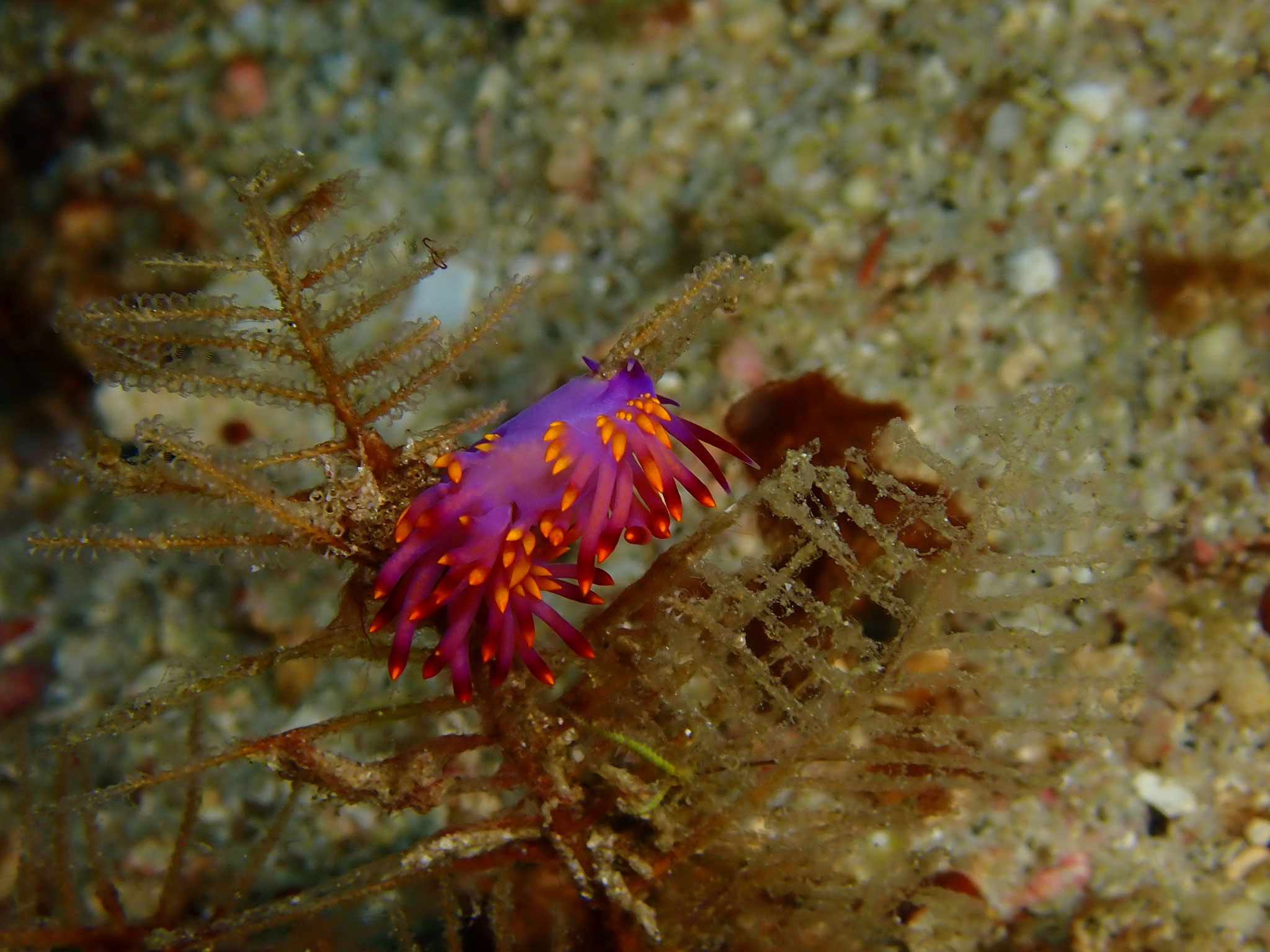 Cuthona du Siboga Trinchesia sibogae