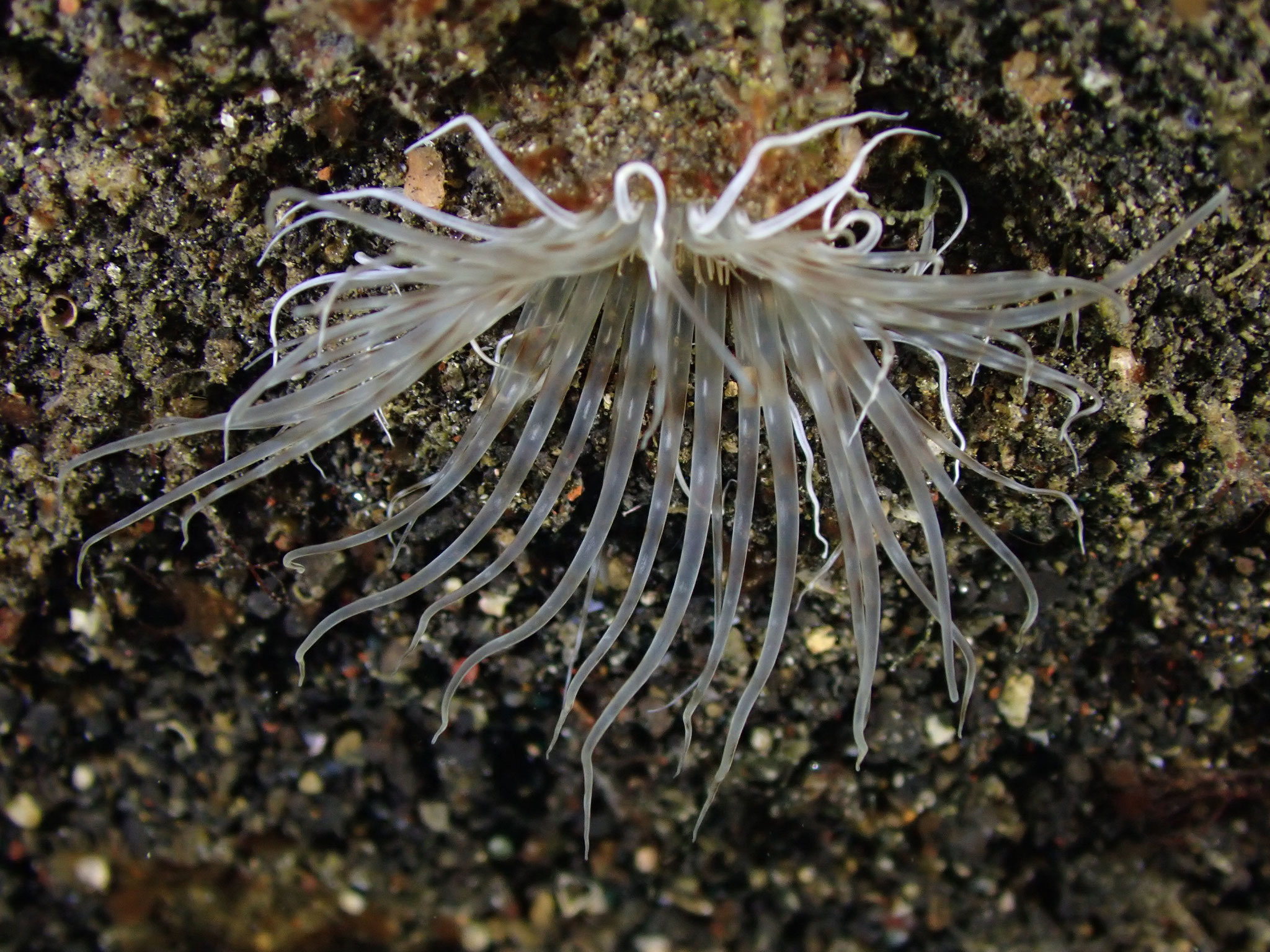 Grand cérianthe