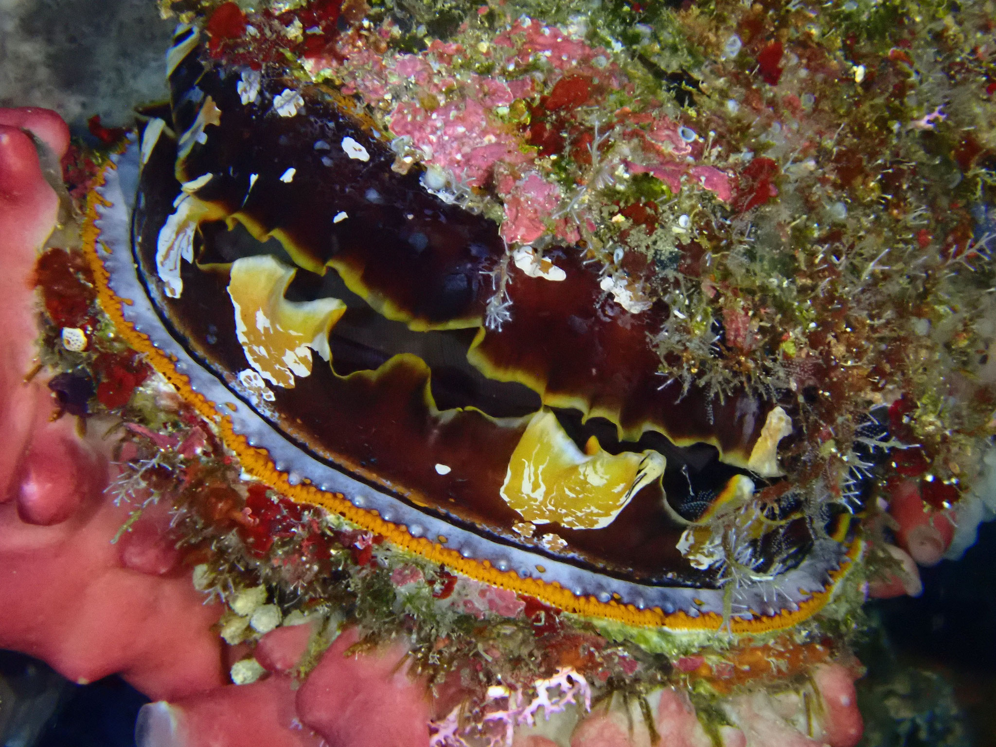Spondylus varius