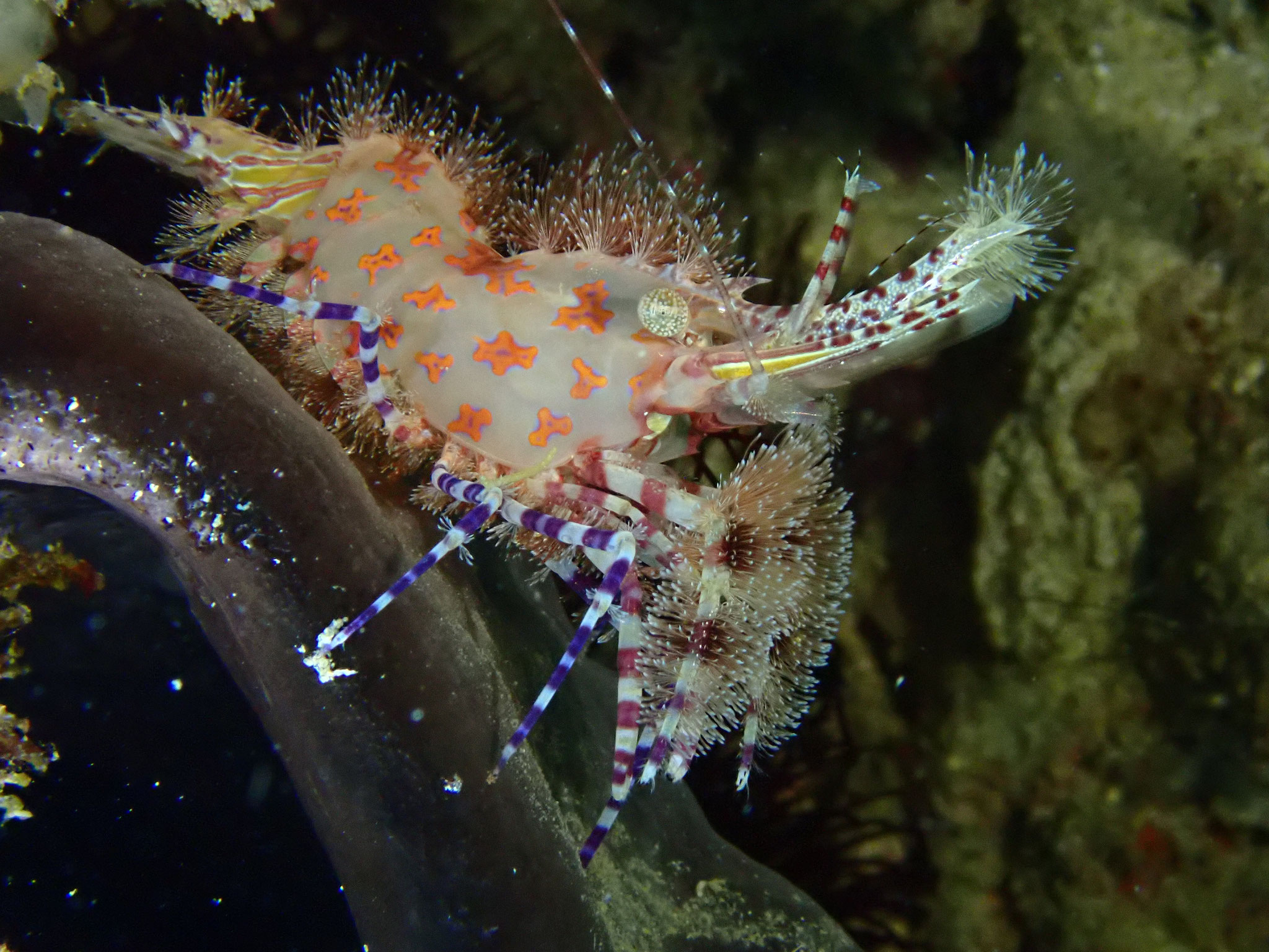 Saron marbré Saron marmoratus 