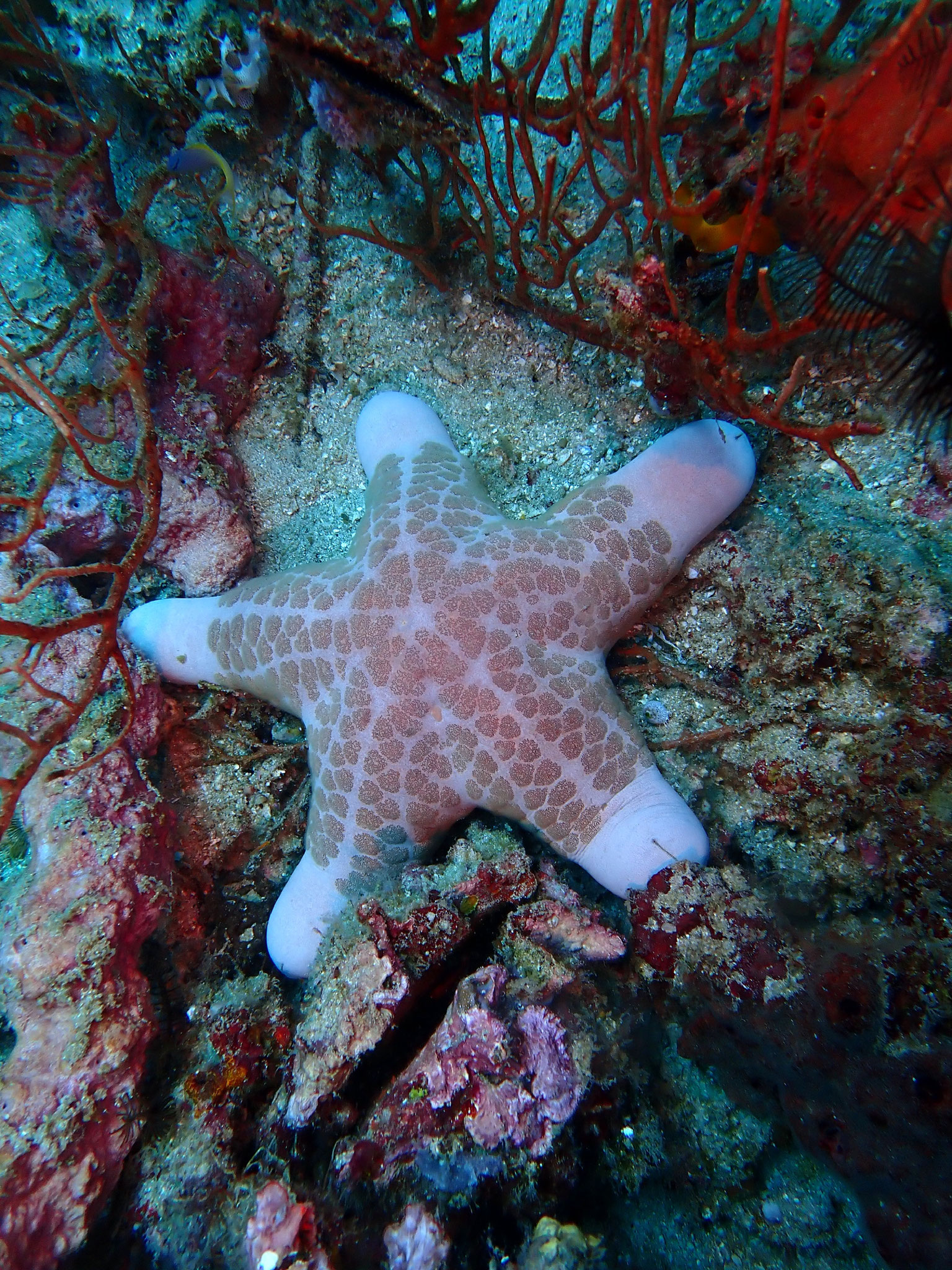 Etoile-coussin granuleuse Choriaster granulatus