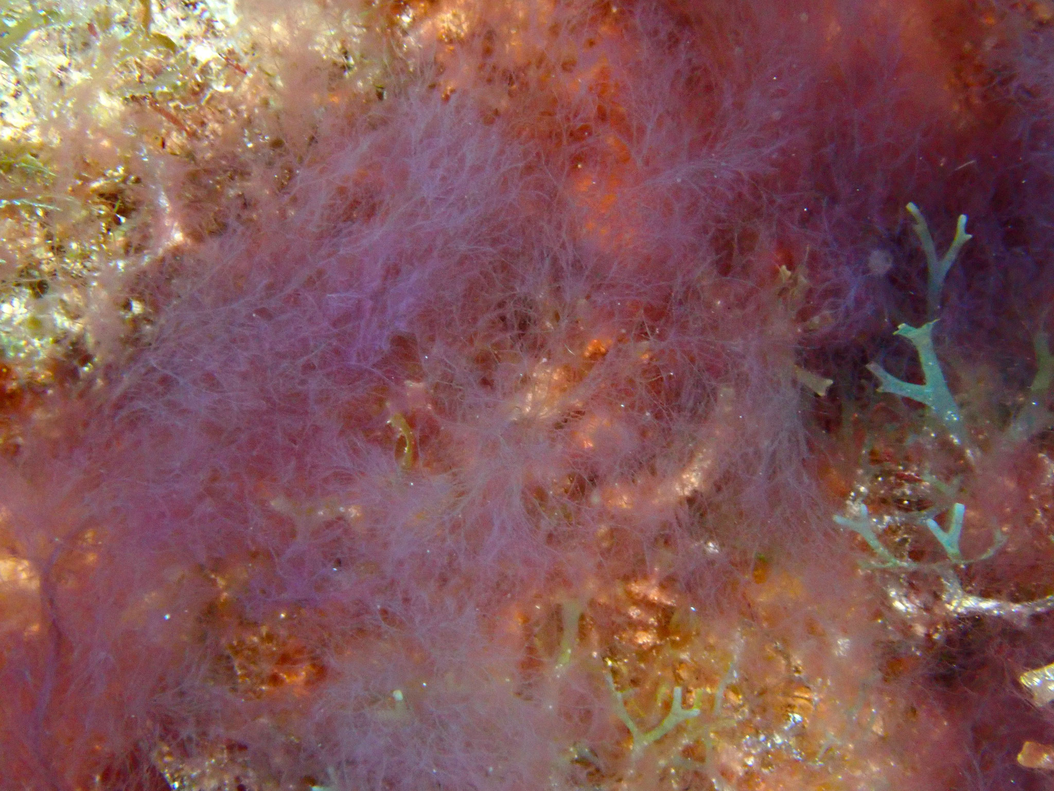 Algue filamenteuse lilas Cottoniella filamentosa - Guadeloupe