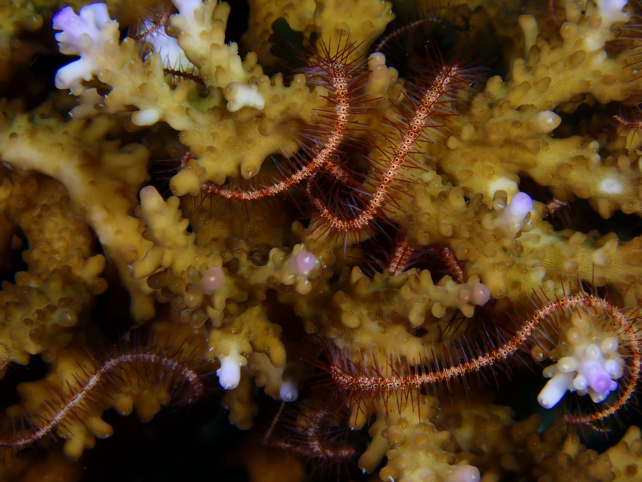 Ophiure hérissée Ophiothrix purpurea