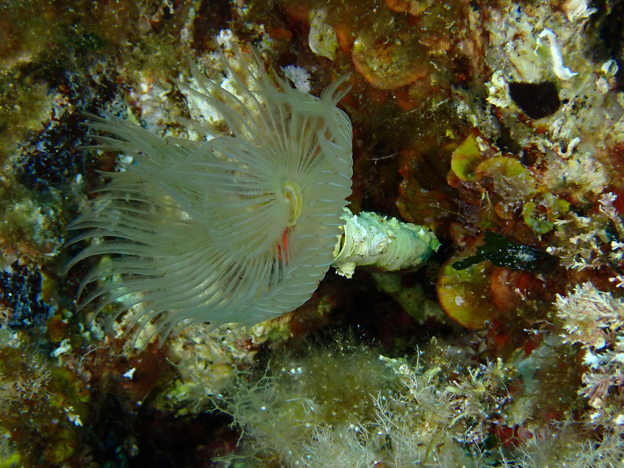 Protule lisse Protula tubularia, Incantu