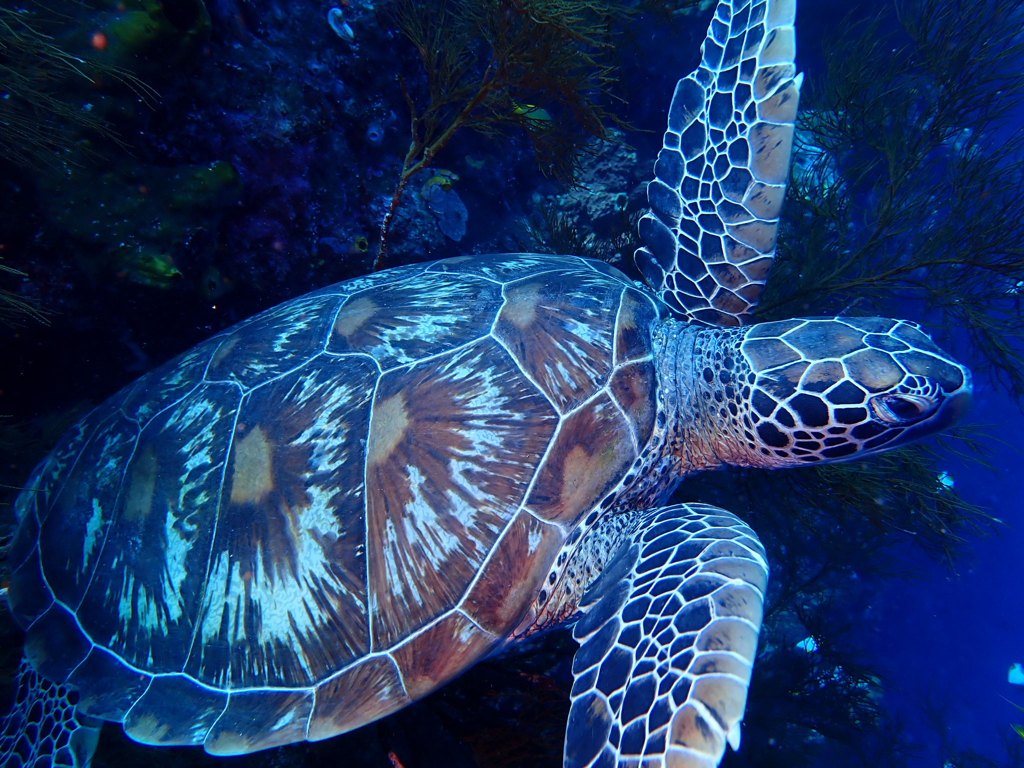 Tortue verte Chelonia mydas