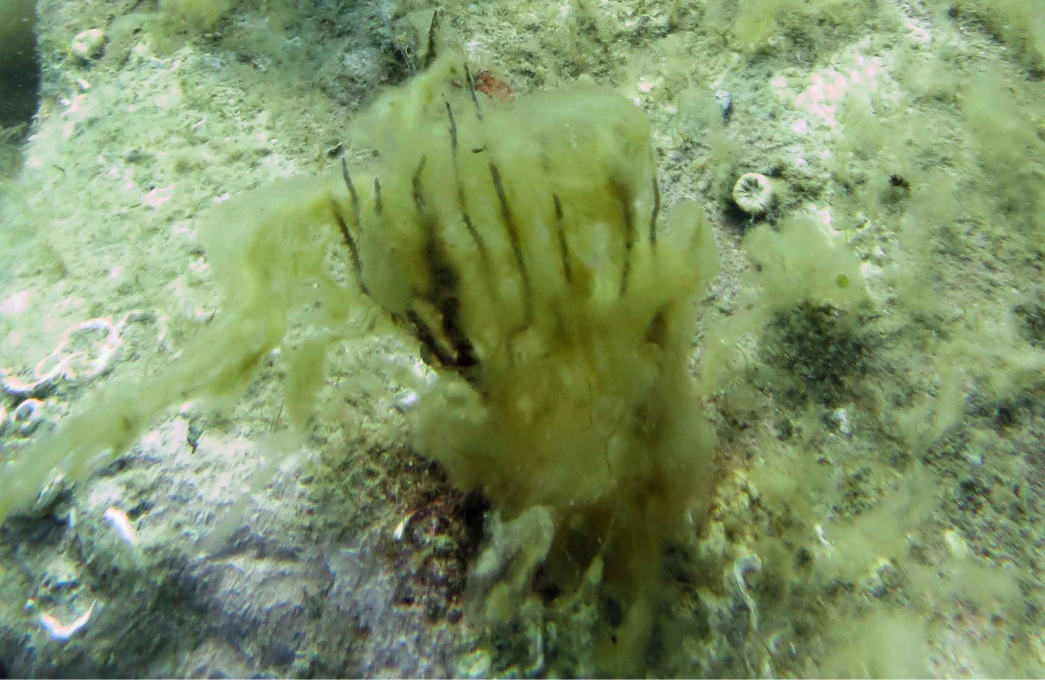 Algues brunes filamenteuses Acinetospora crinita