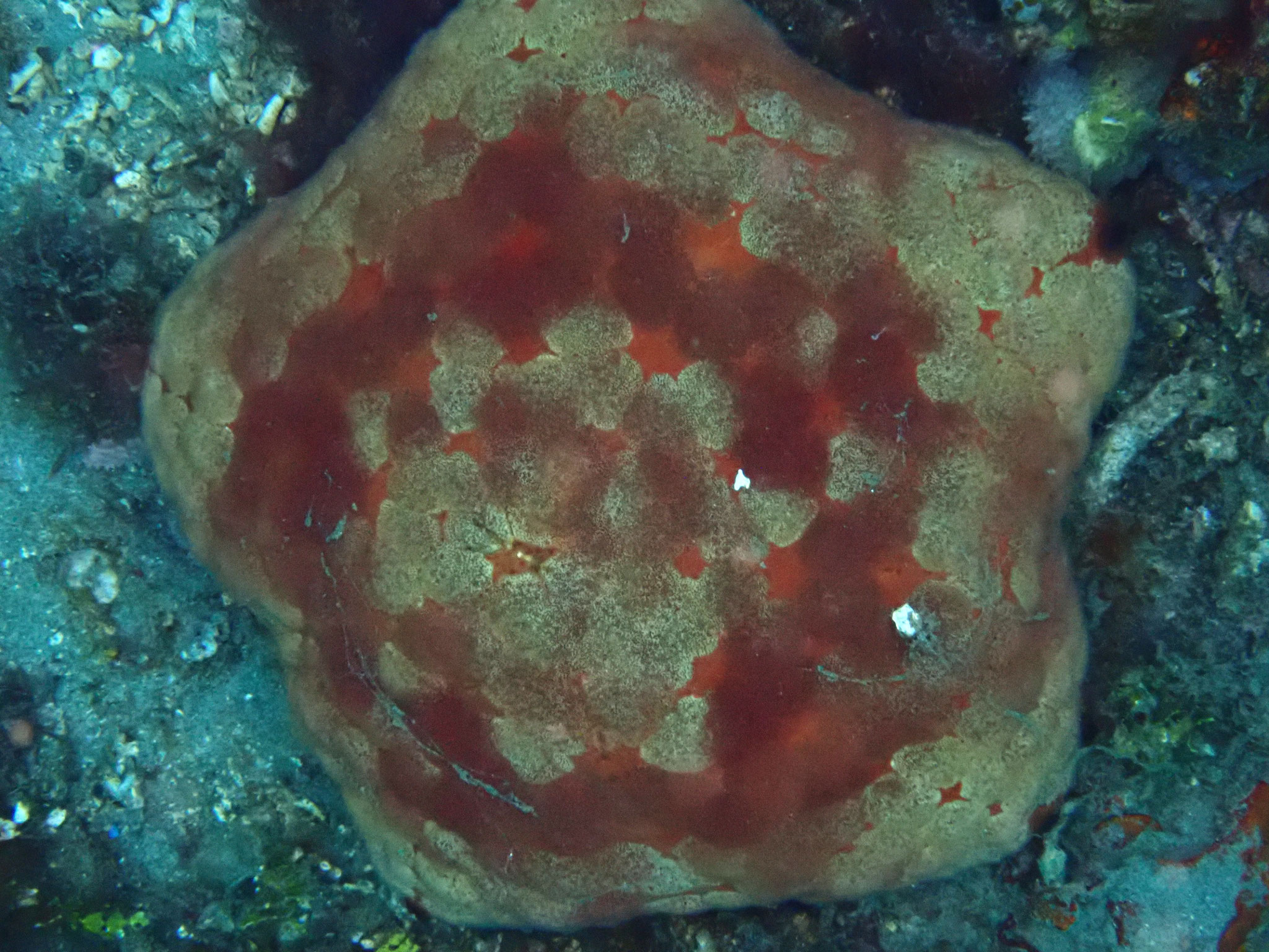Culcita novaeguineae