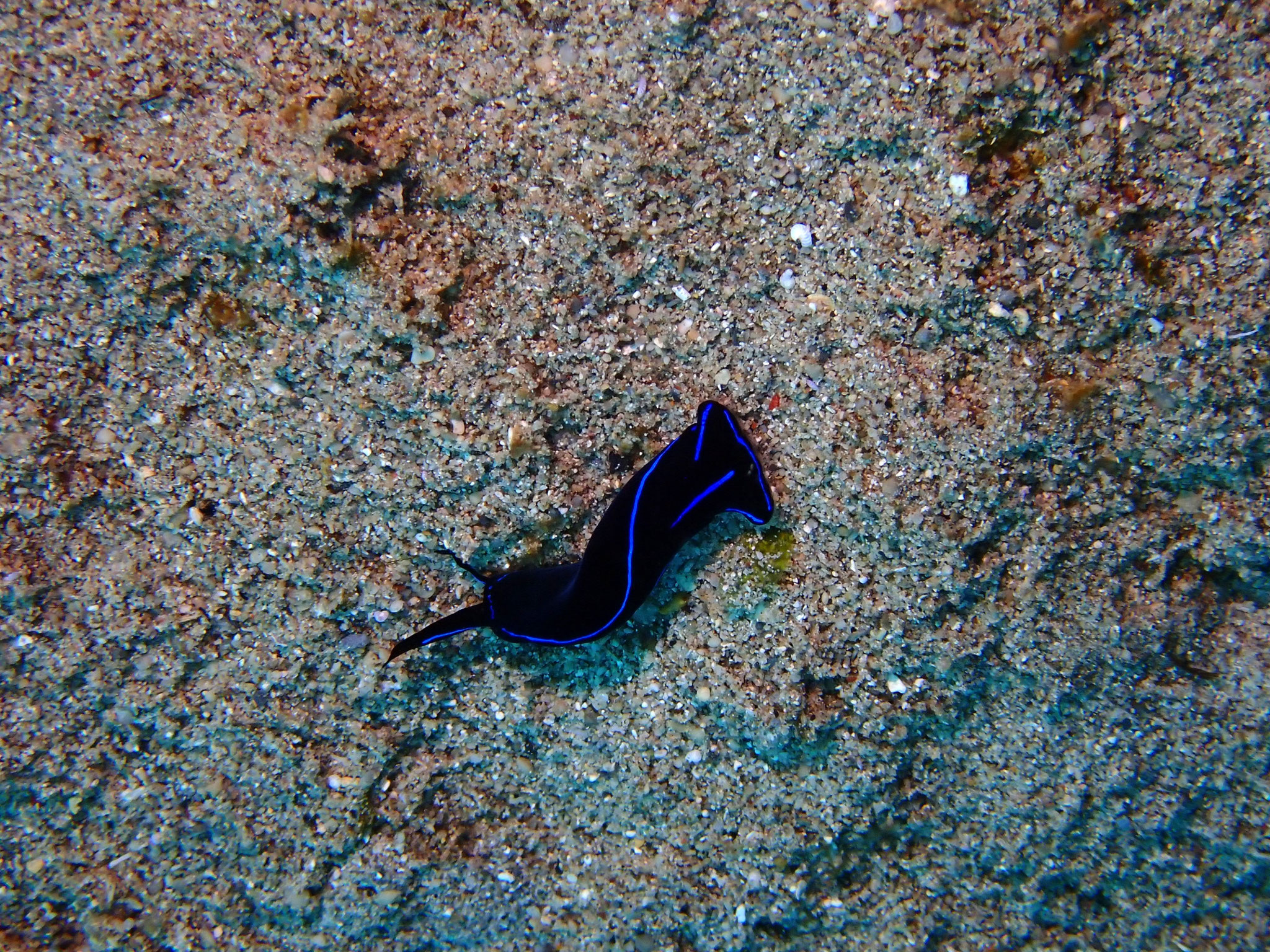 Chélinodure variable Chelinodura varians