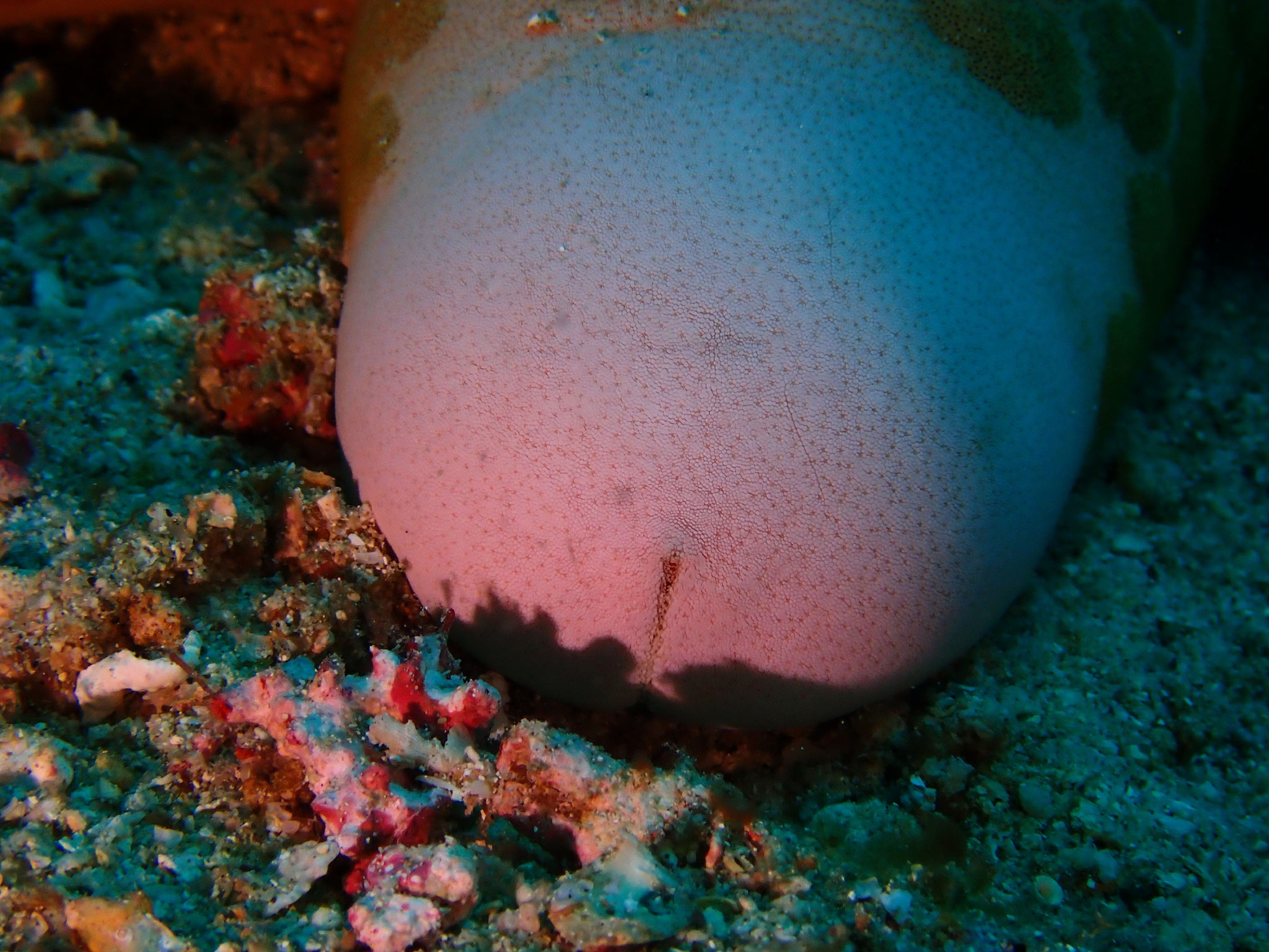 Etoile-coussin granuleuse Choriaster granulatus