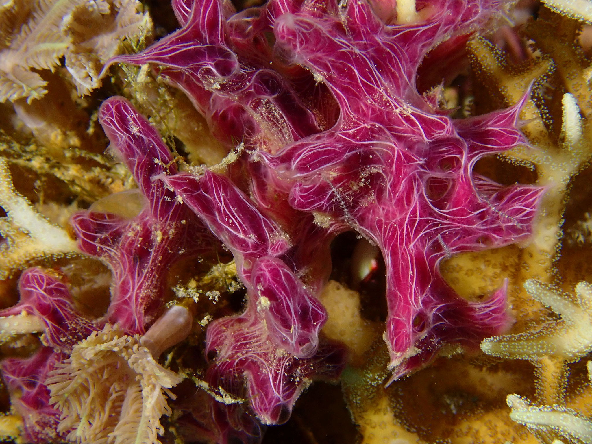 Chalinula nematifera Indonésie